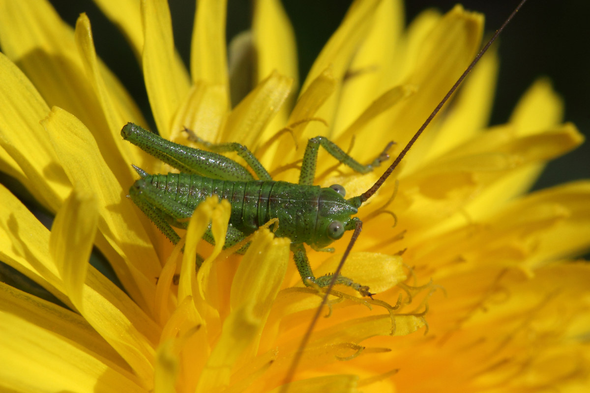 piccole cavallette crescono..