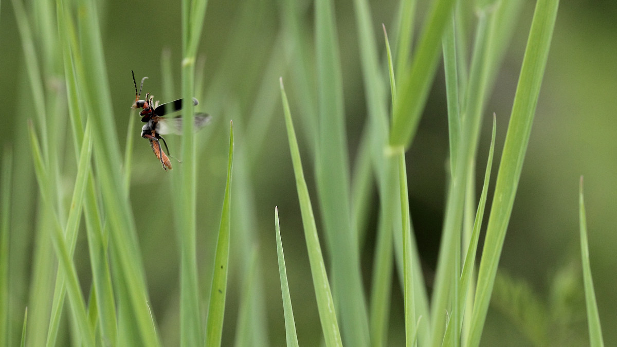 prove di volo tra l'erba