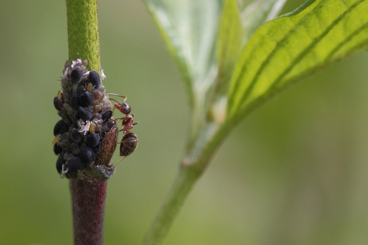 controllo dell'allevamento