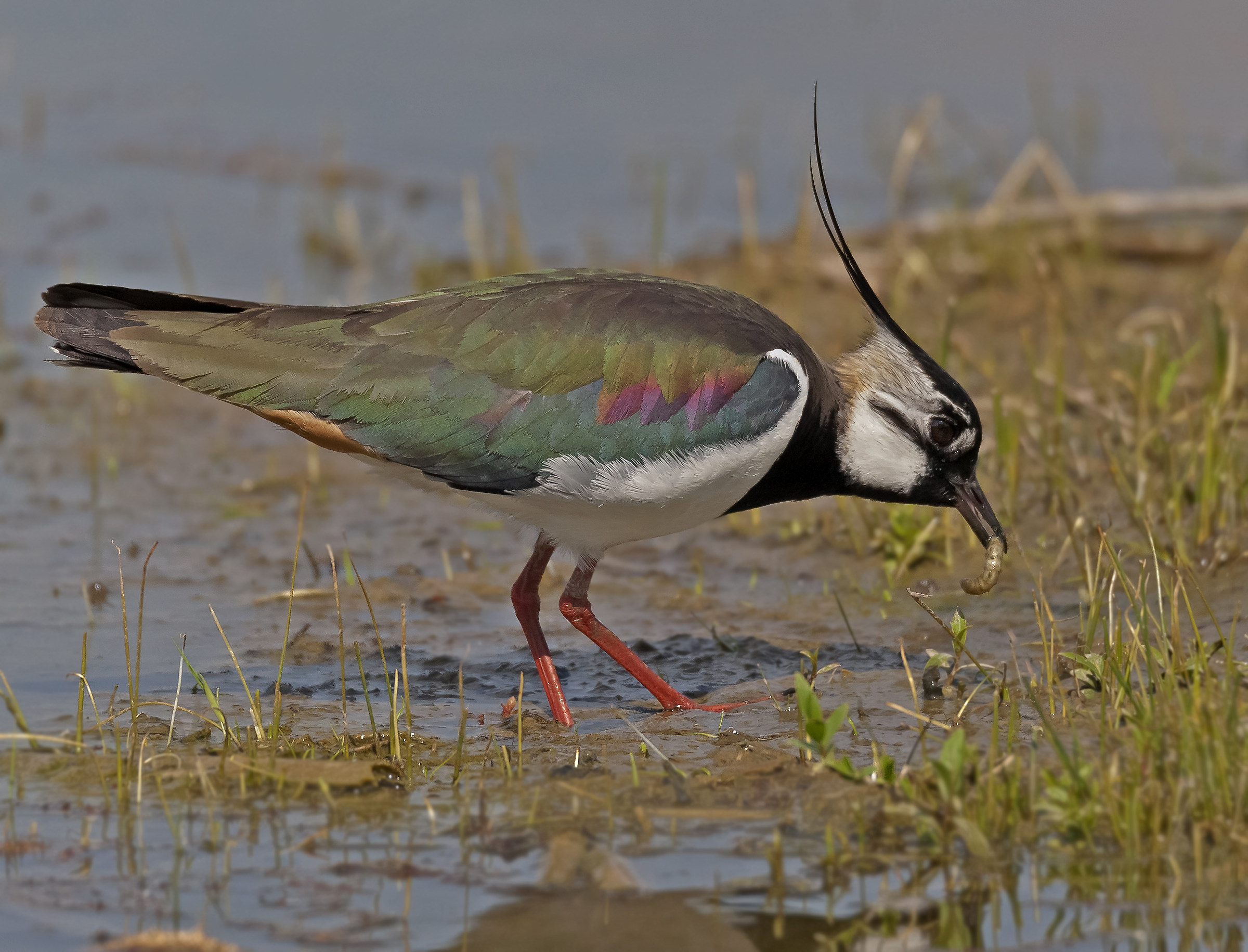 lunch lapwing