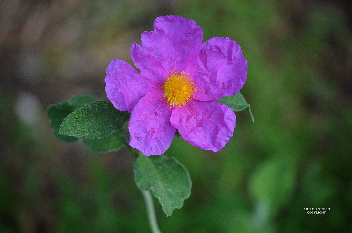 Cistus incanus