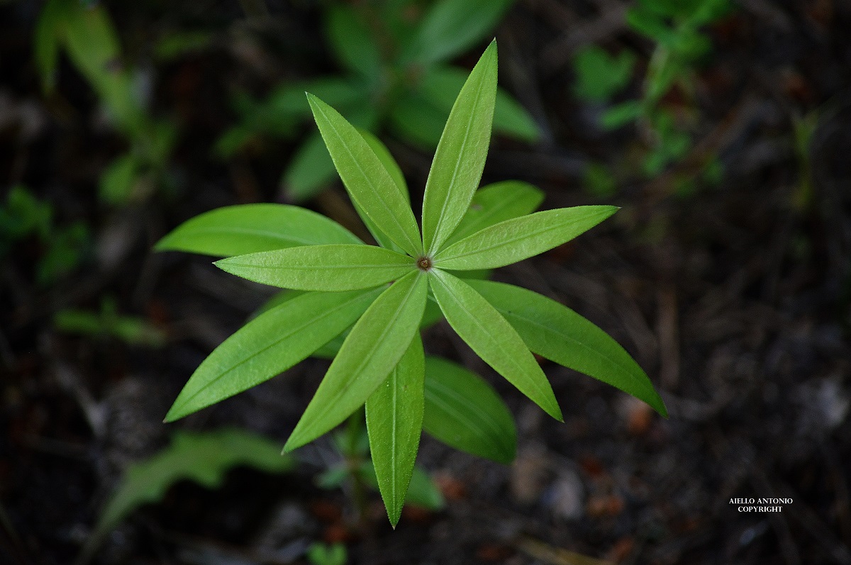 magnificentia naturae