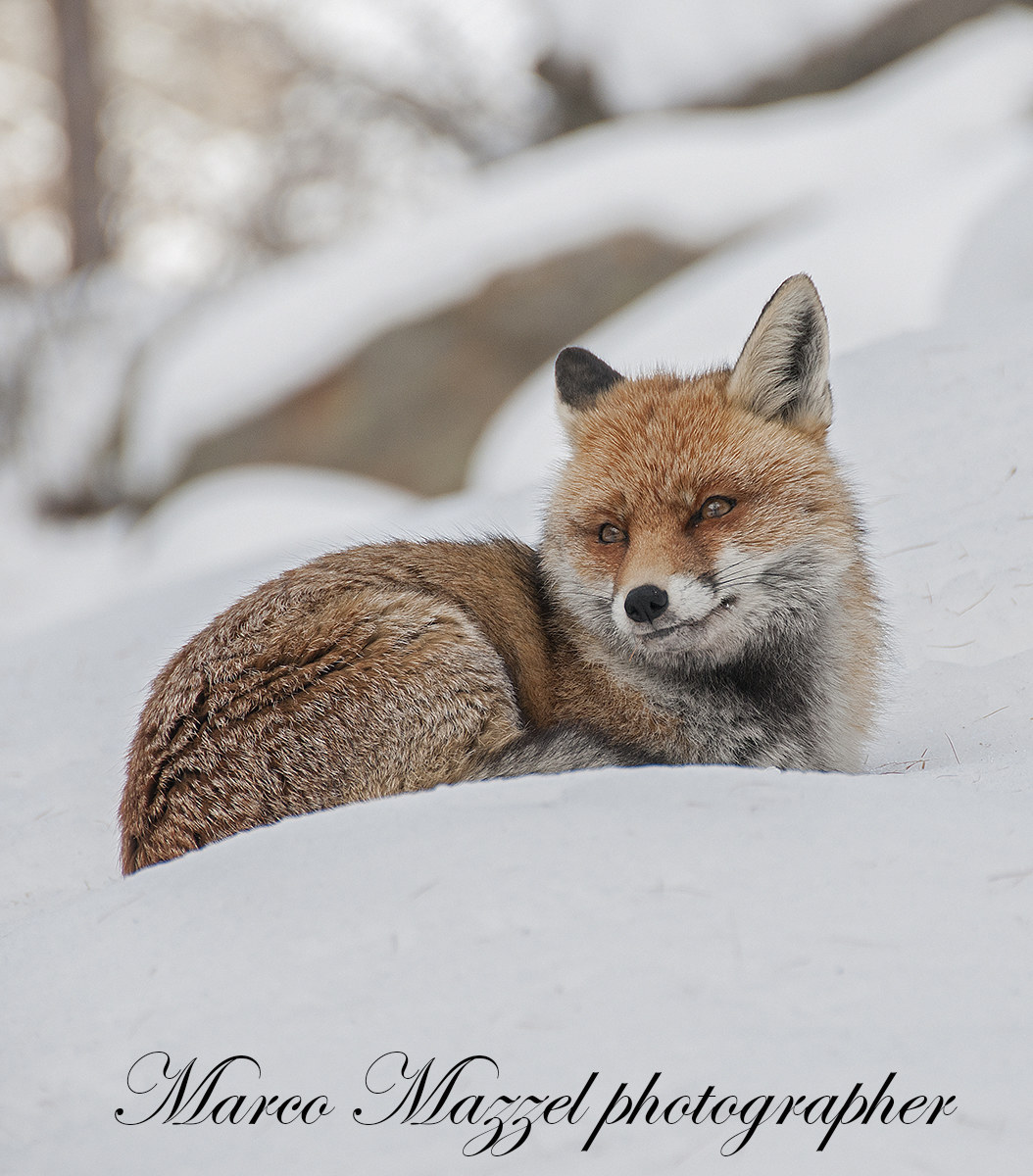 L'elegante Miss furbizia.