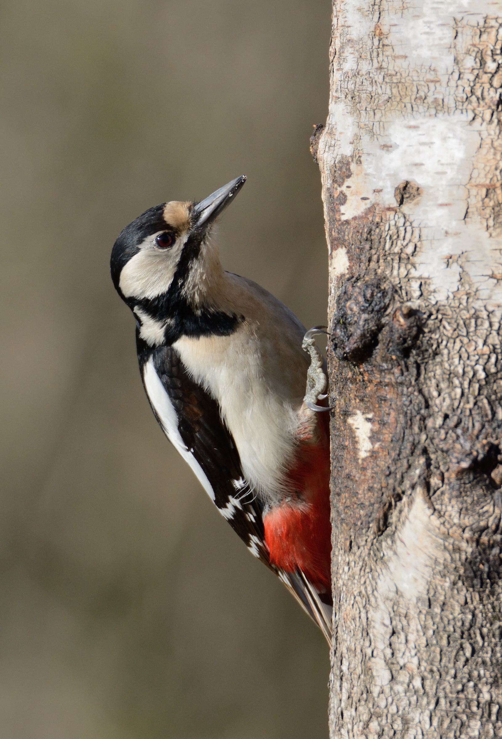 Great Spotted Woodpecker