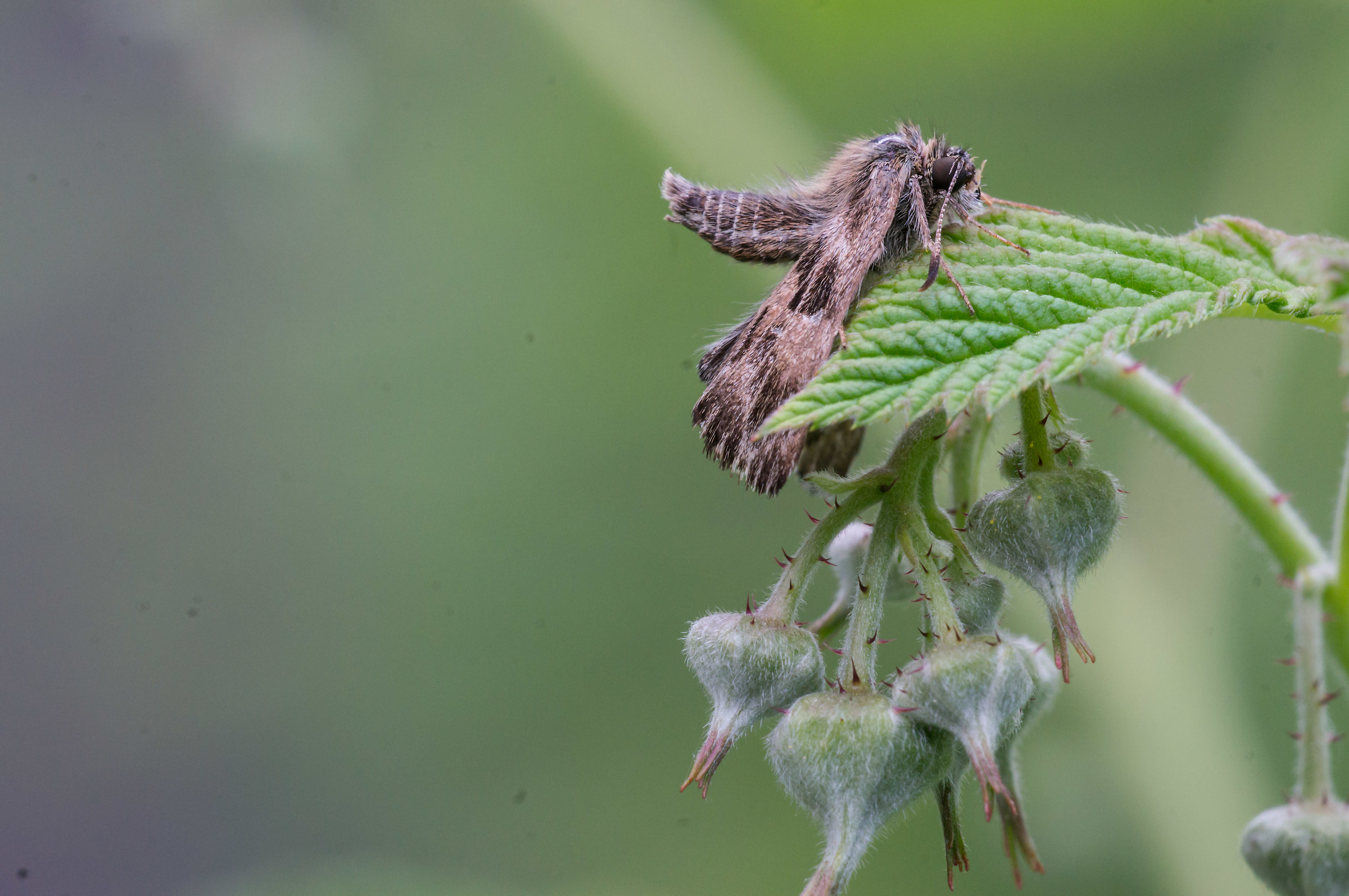 Carcharodus of raspberry