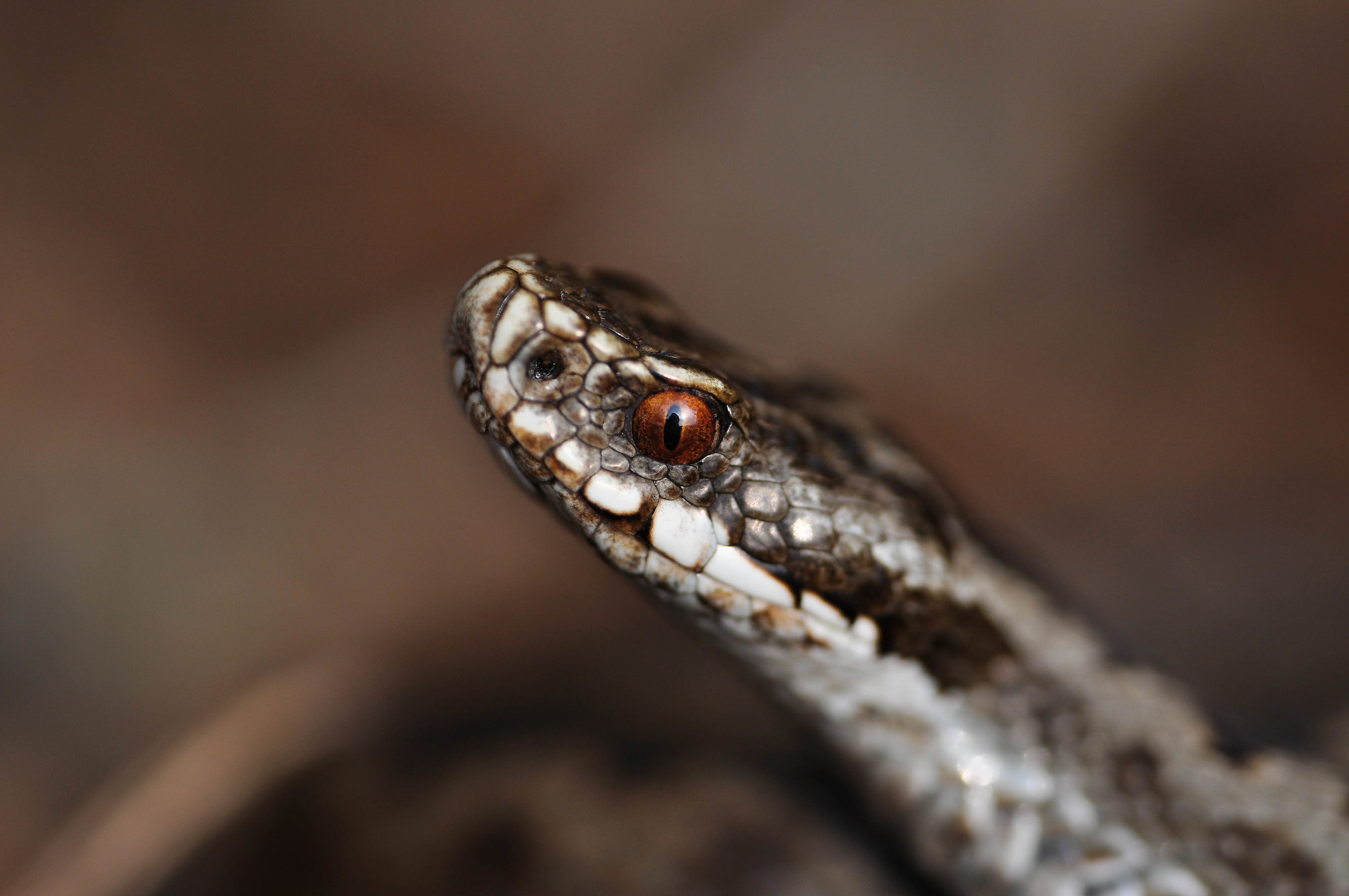 Vipera berus