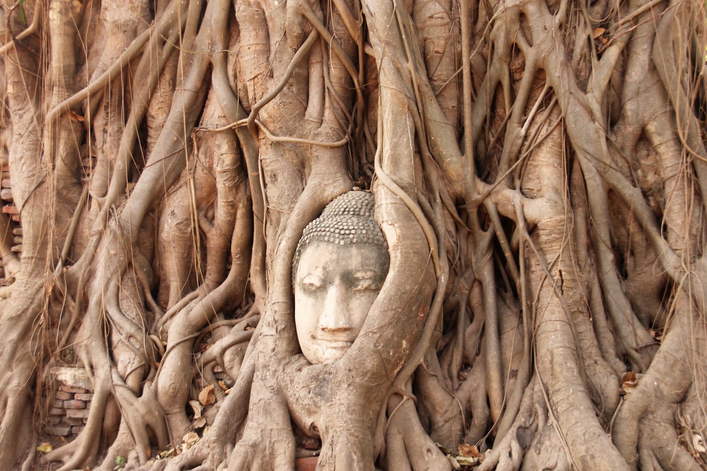 Ayuthaja Buddha fra le radici di un albero