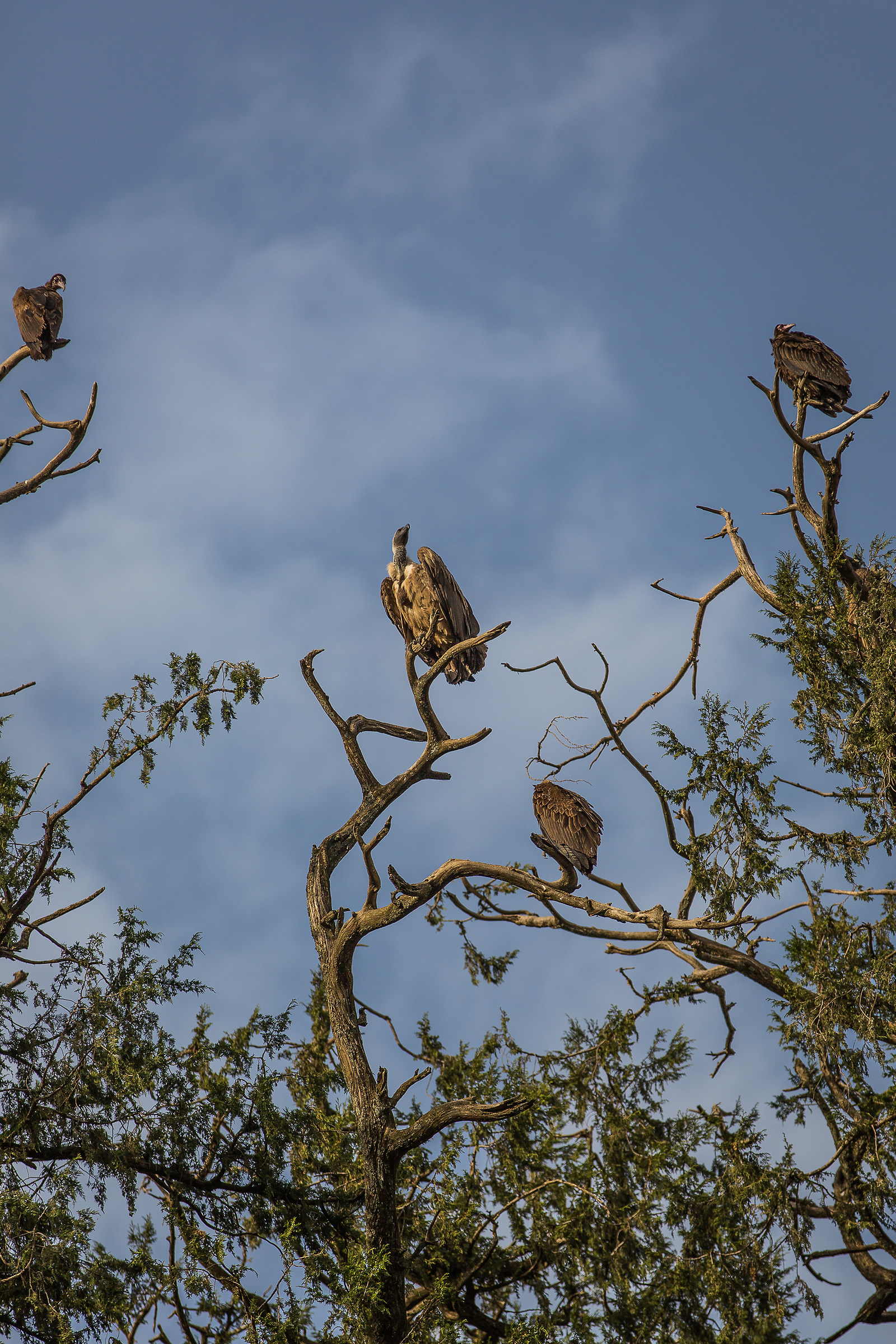 Vultures in Gondar