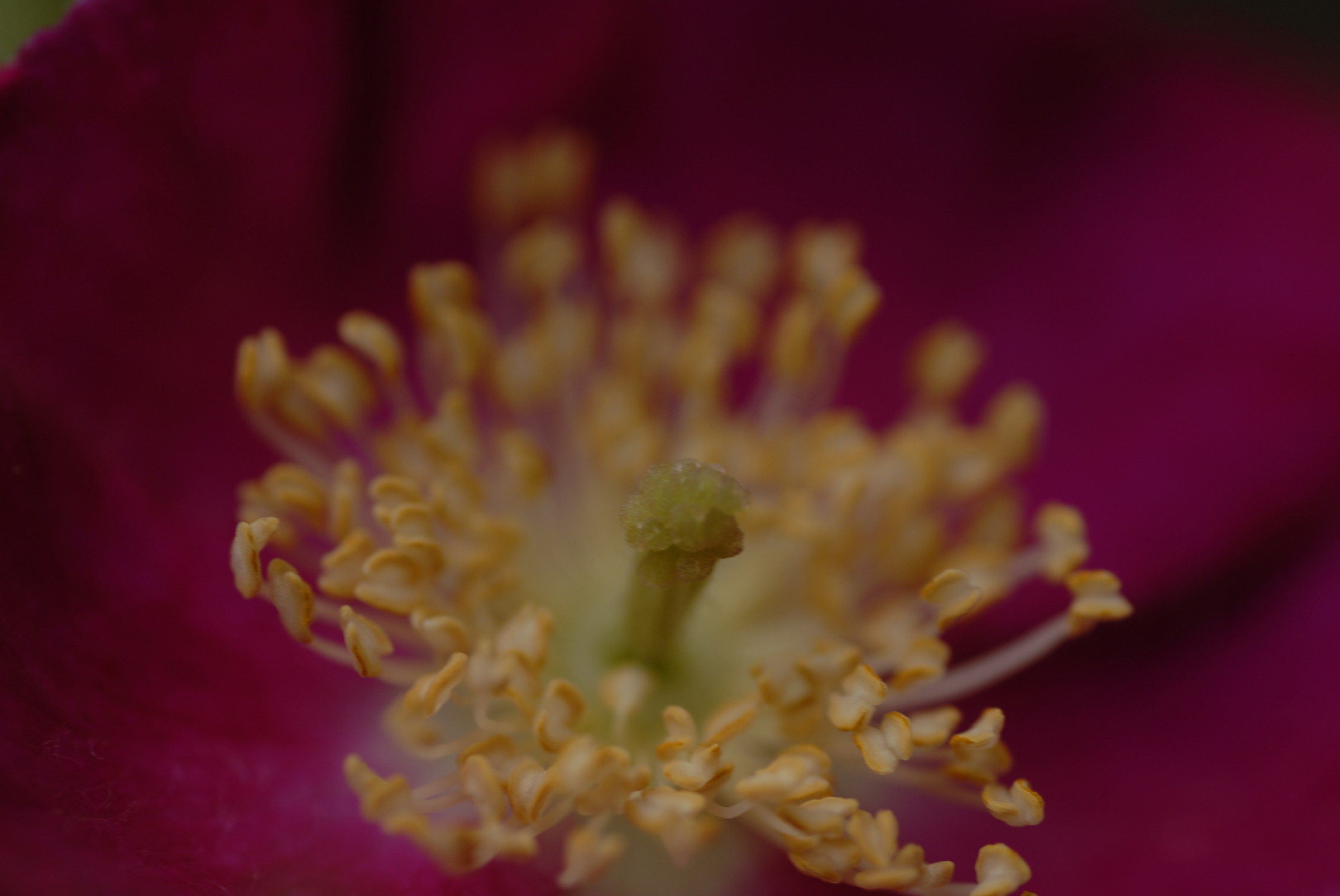 the center of the rose