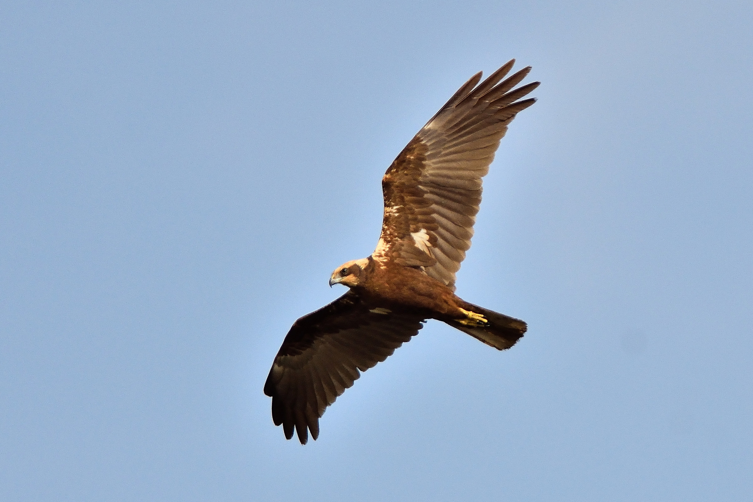 Marsh harrier