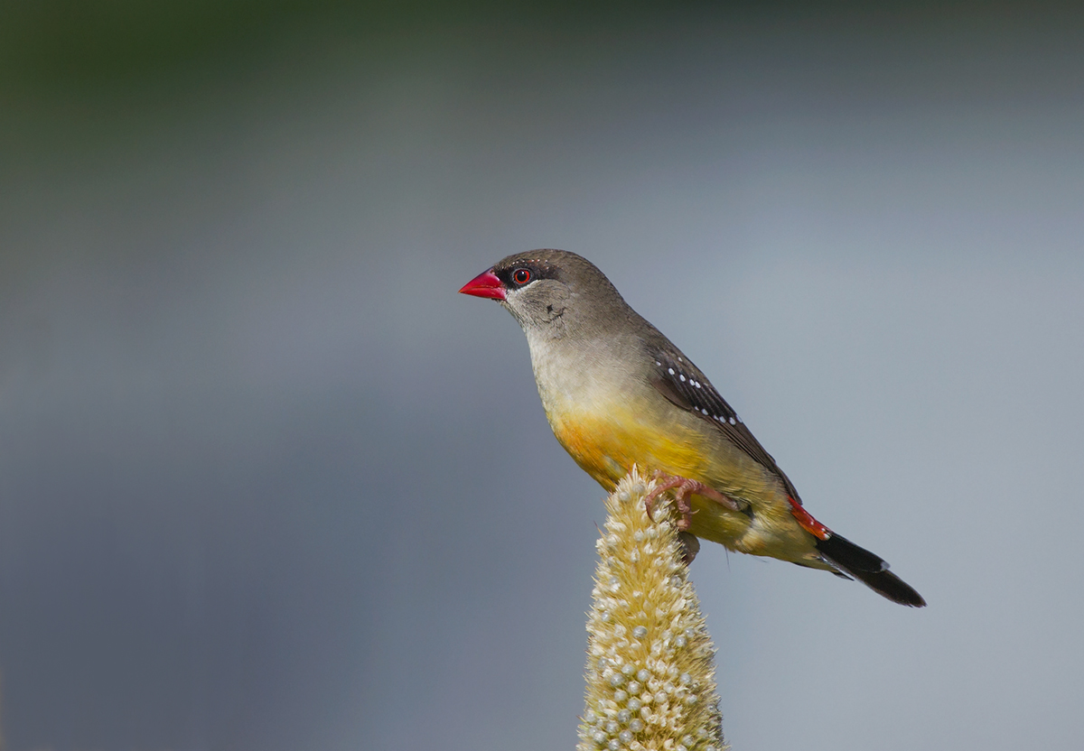 Red Munia o Strabery Finch, femminile. # 2.