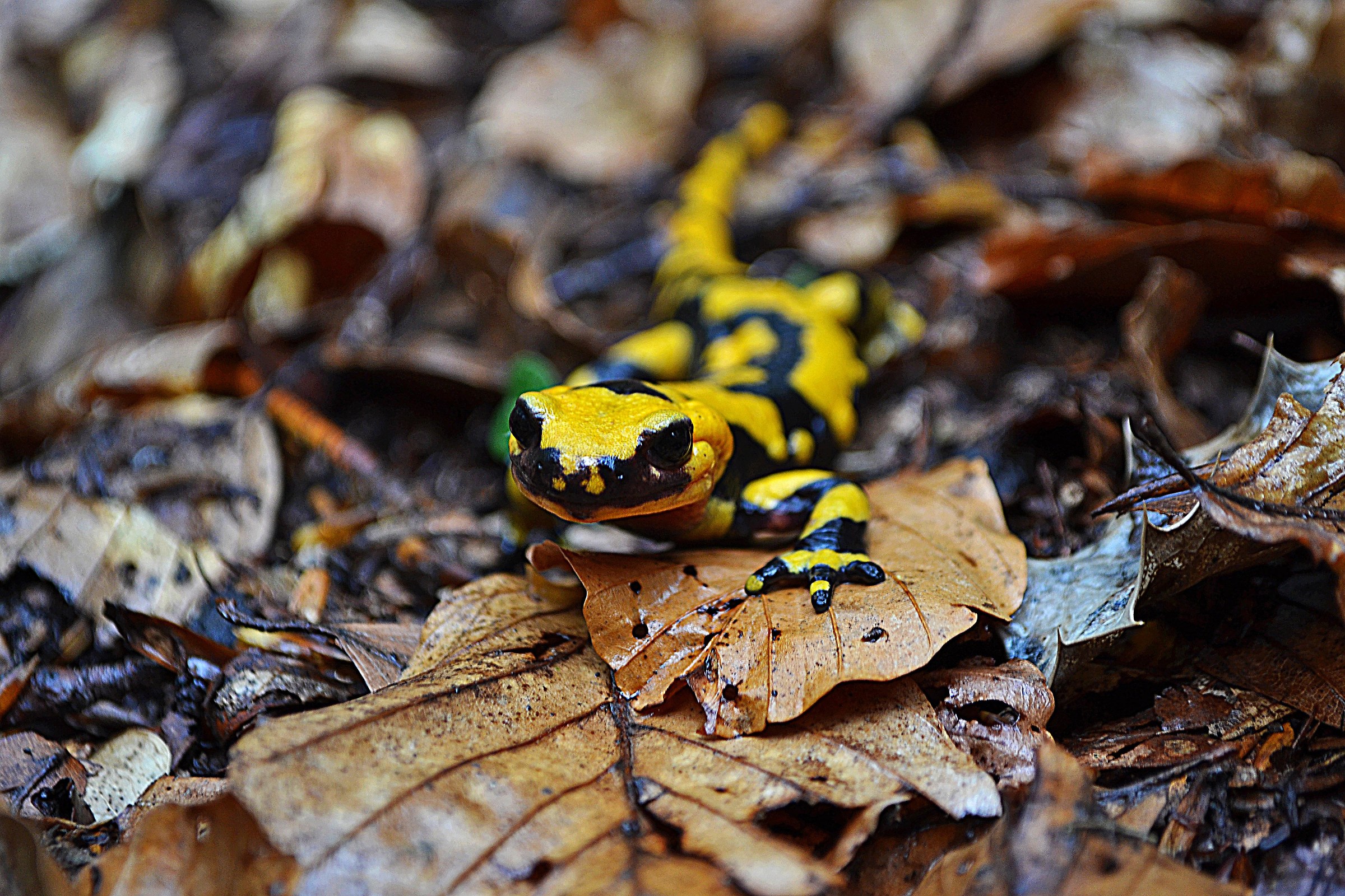 salamander Apennines