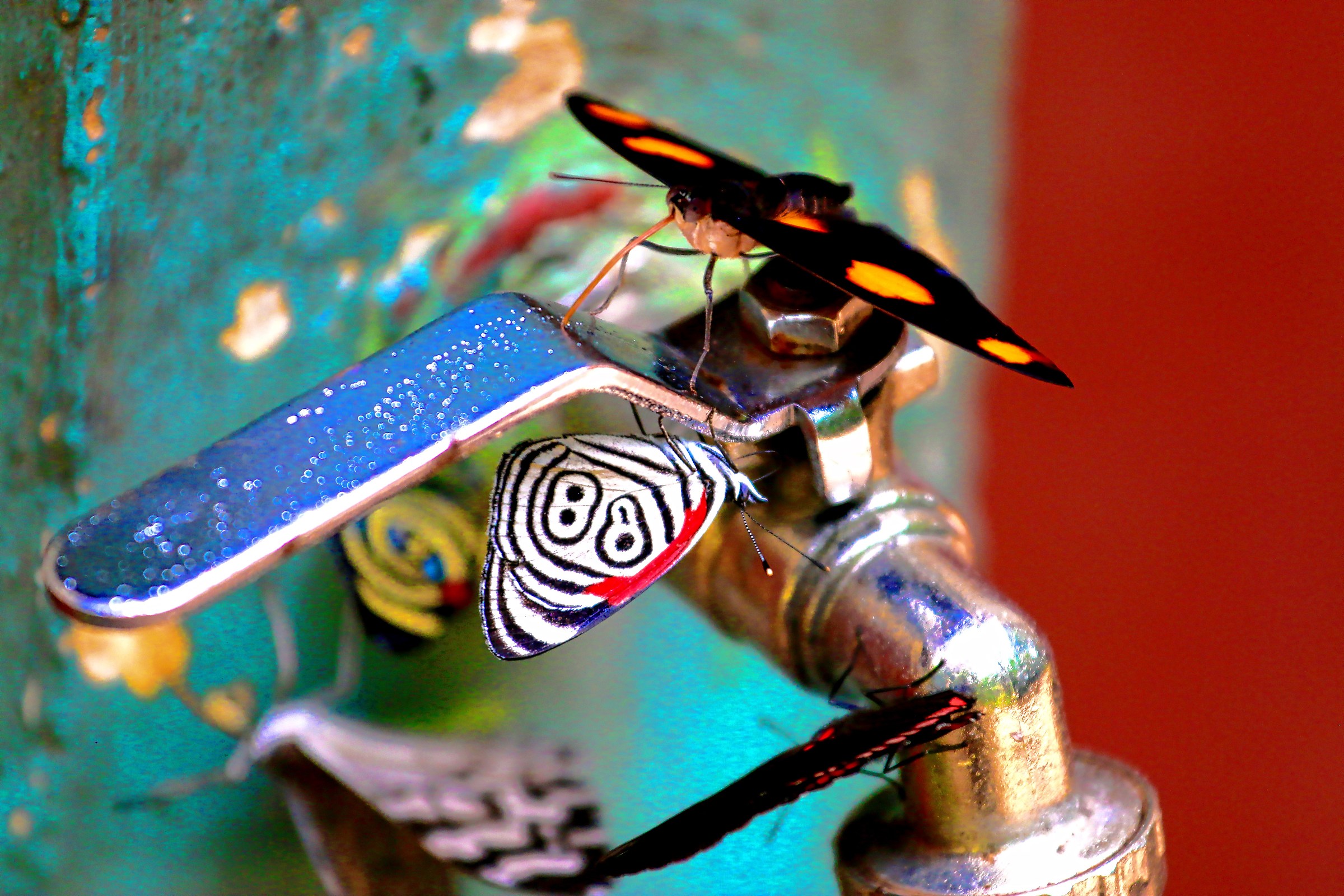 Even the butterflies are thirsty