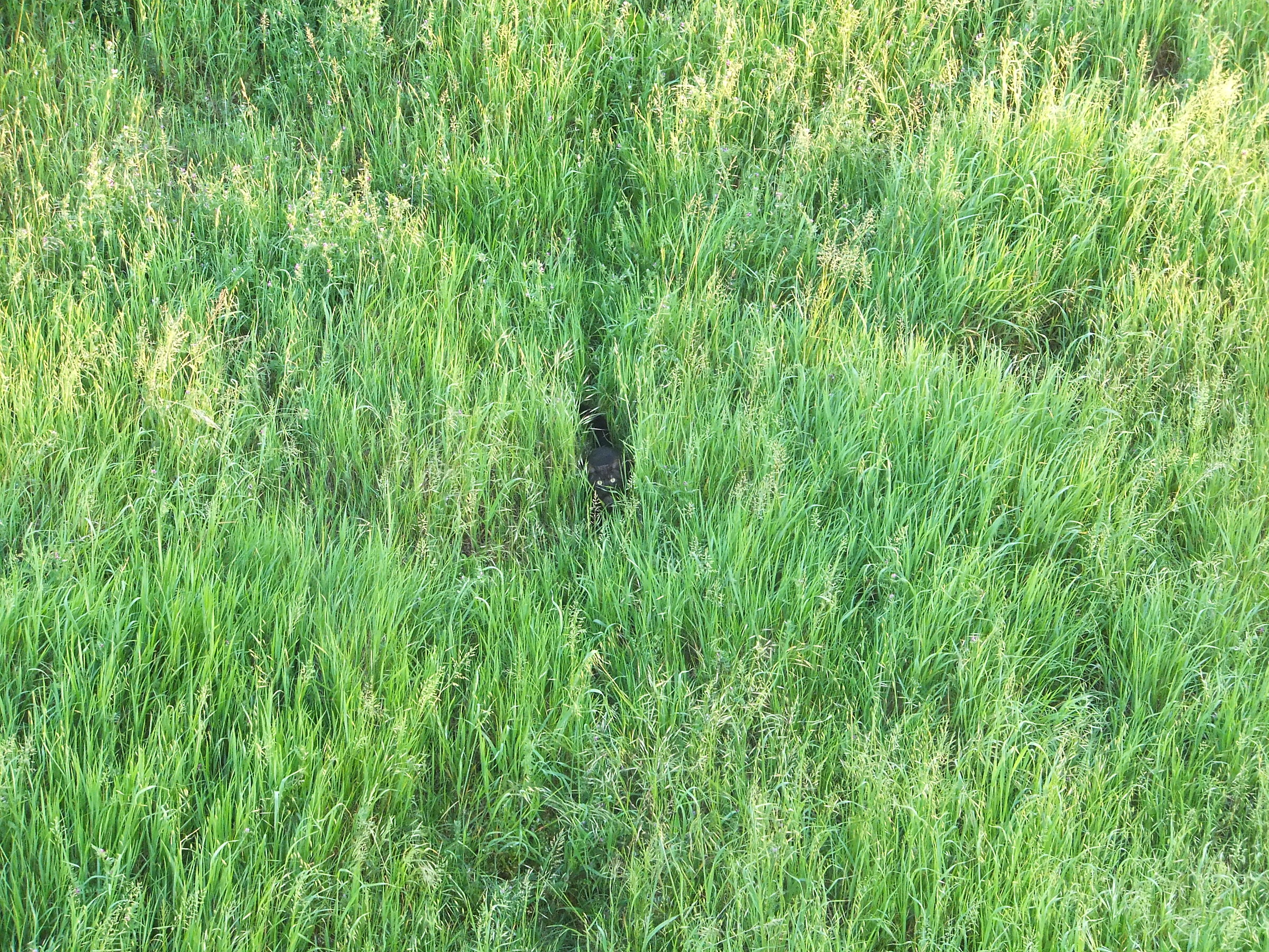 Panther in the jungle