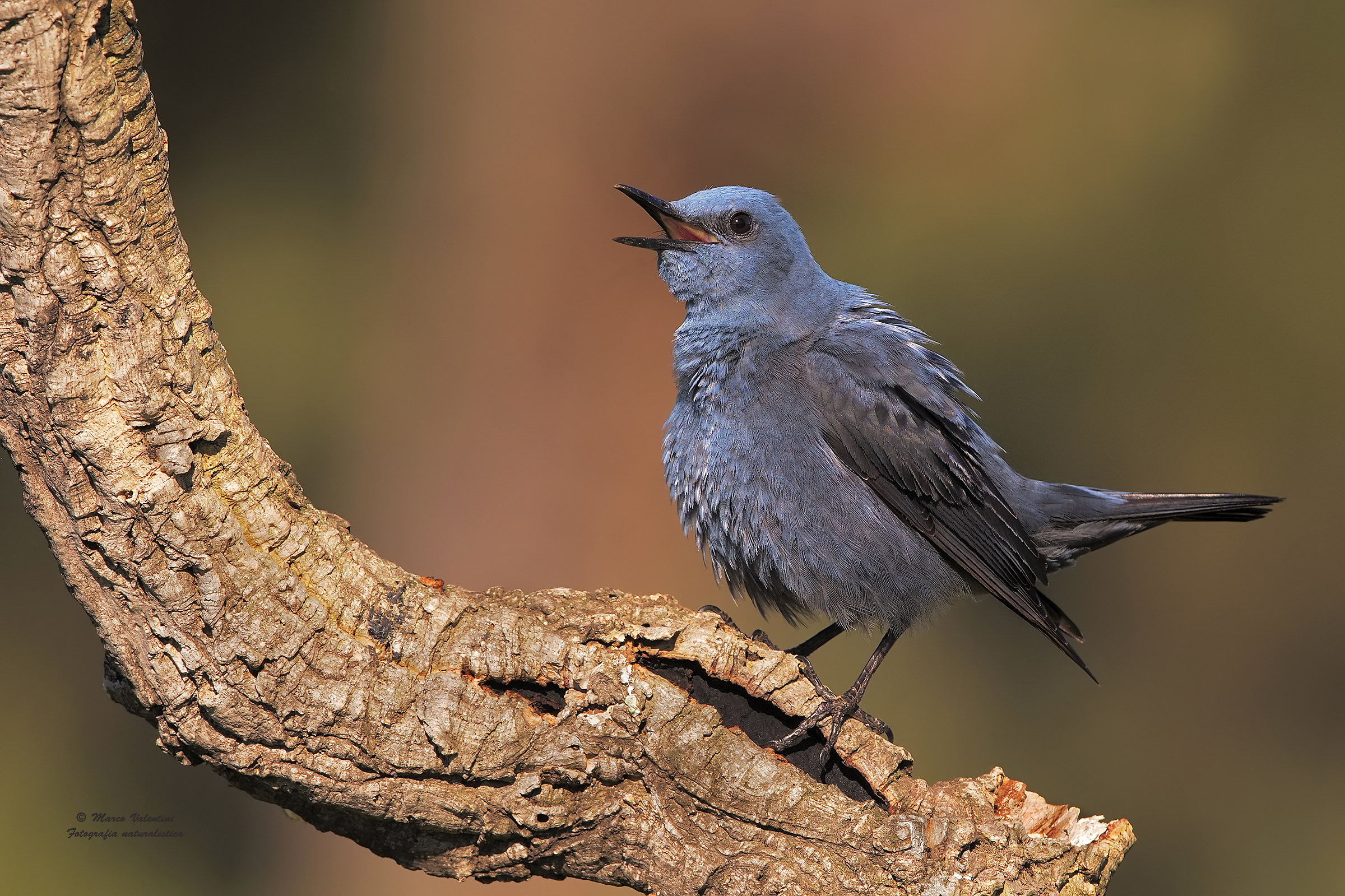Solitario arcobaleno