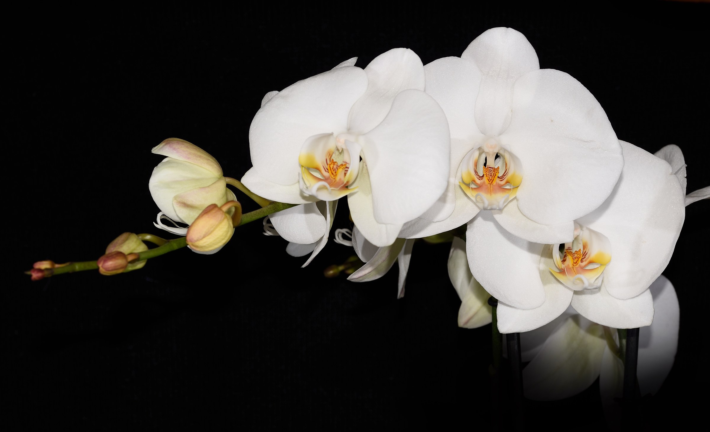 white orchid