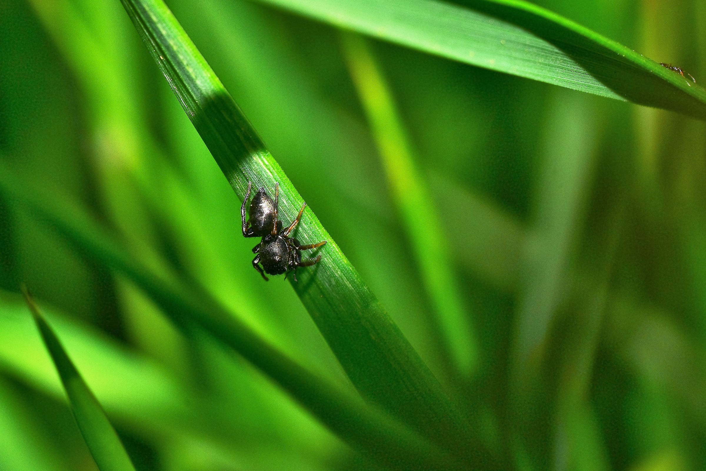 My first spider mite