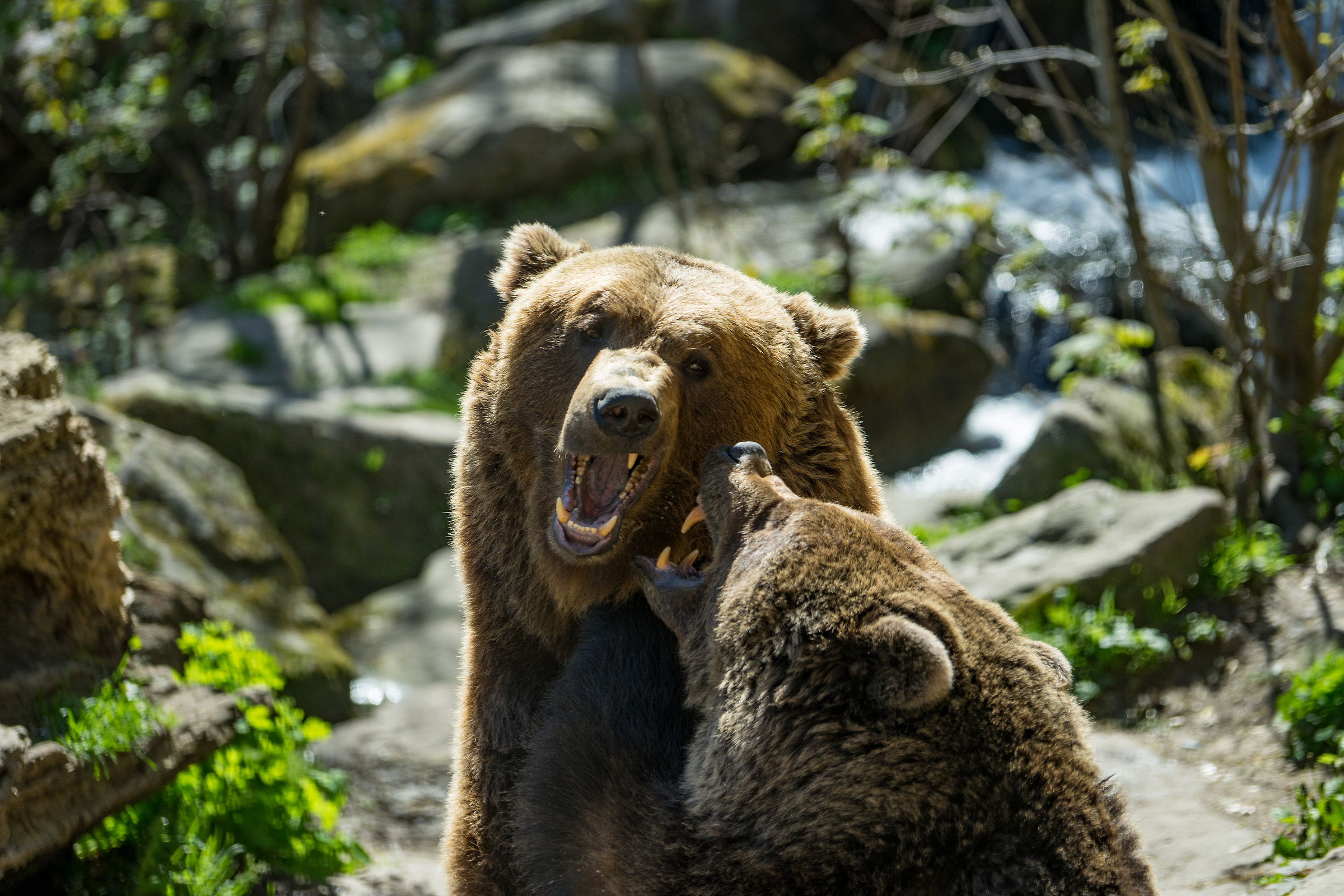 playful bears