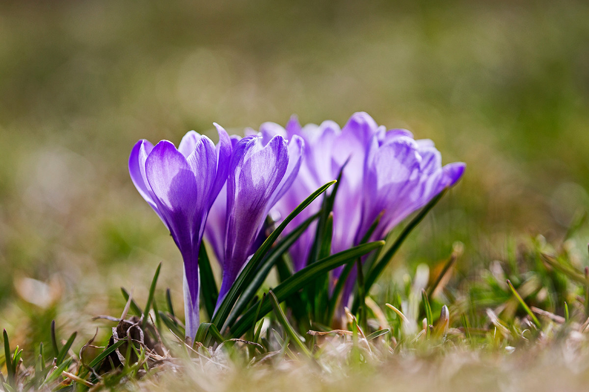 Crocus..