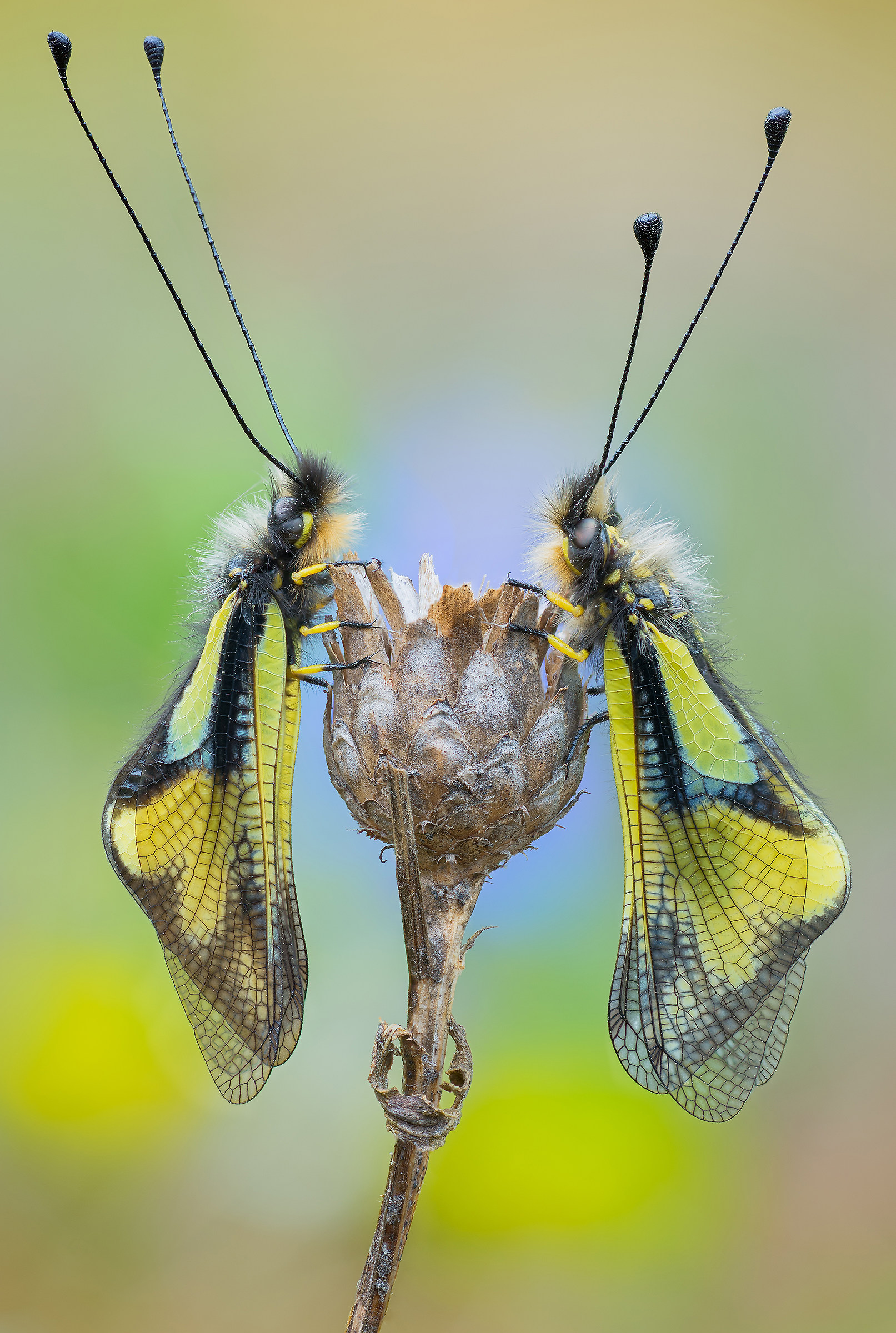 Libelloides coccajus