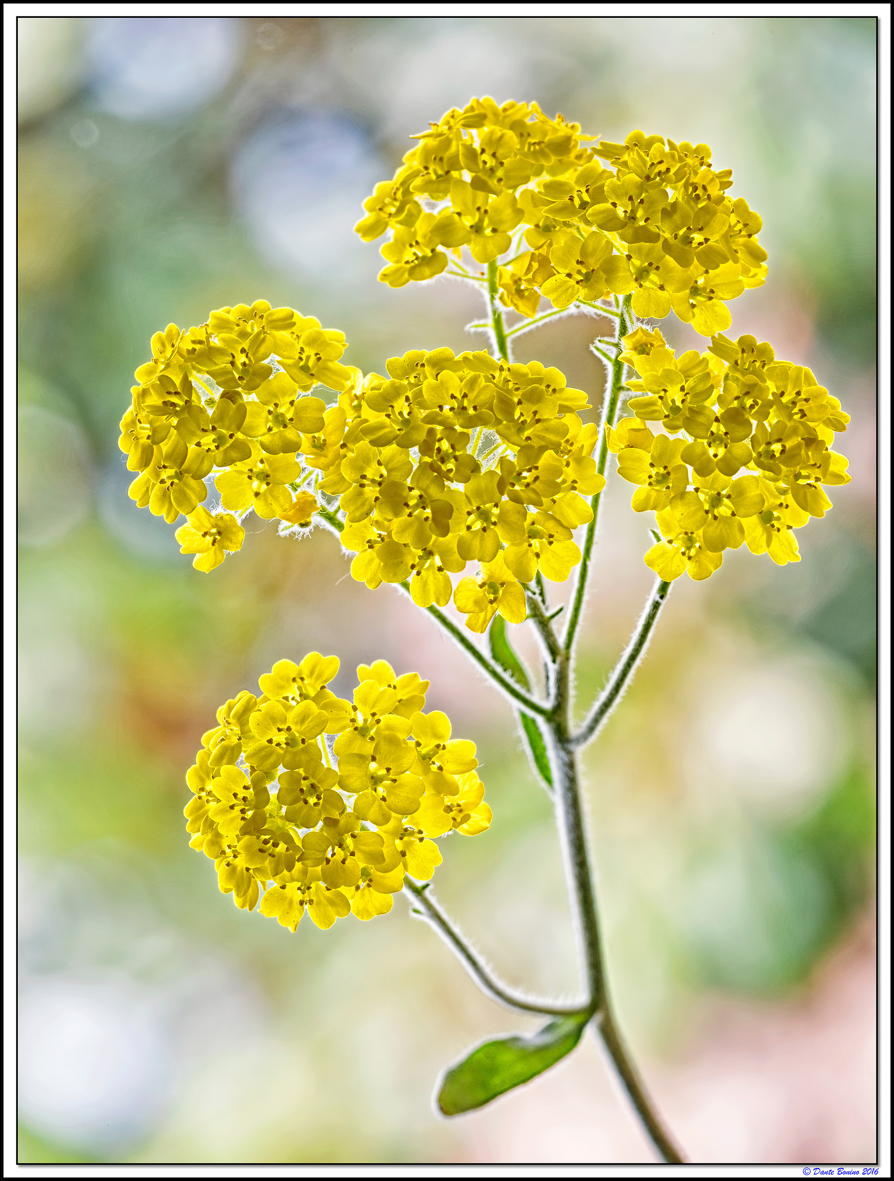 We are many, small and yellow