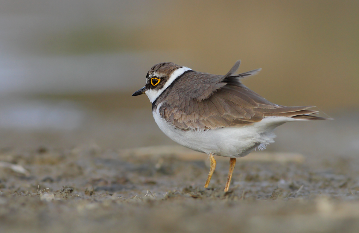 little Ringed Plover