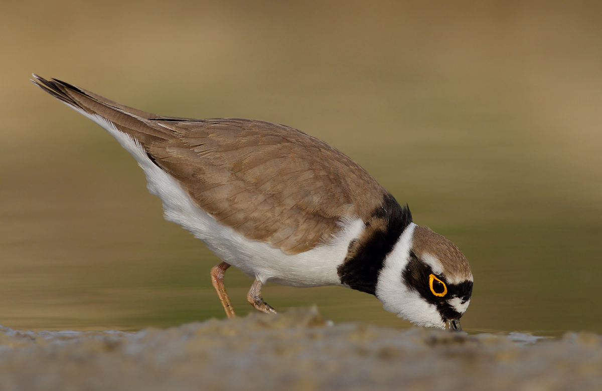 little Ringed Plover