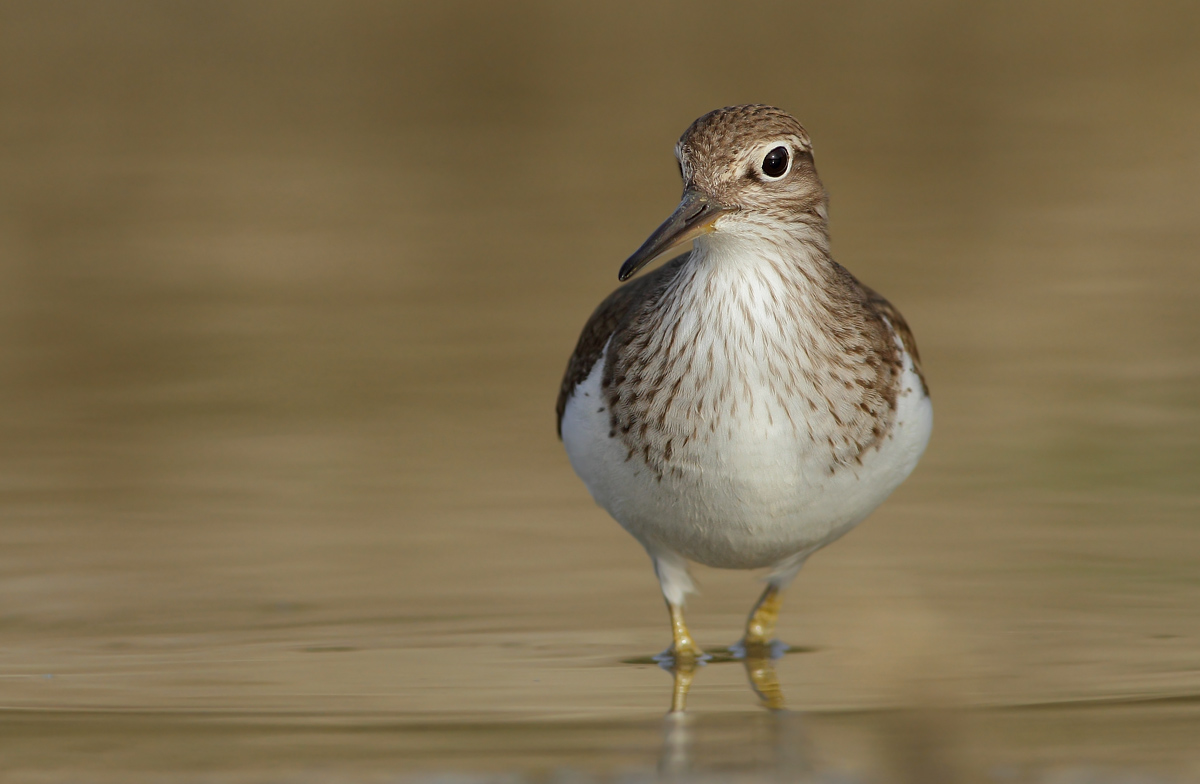 Common Sandpiper