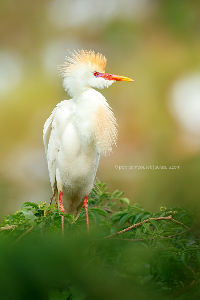 Cattle Egret | Florida 2016