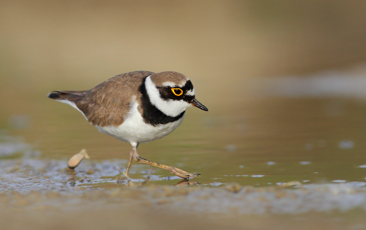 little Ringed Plover