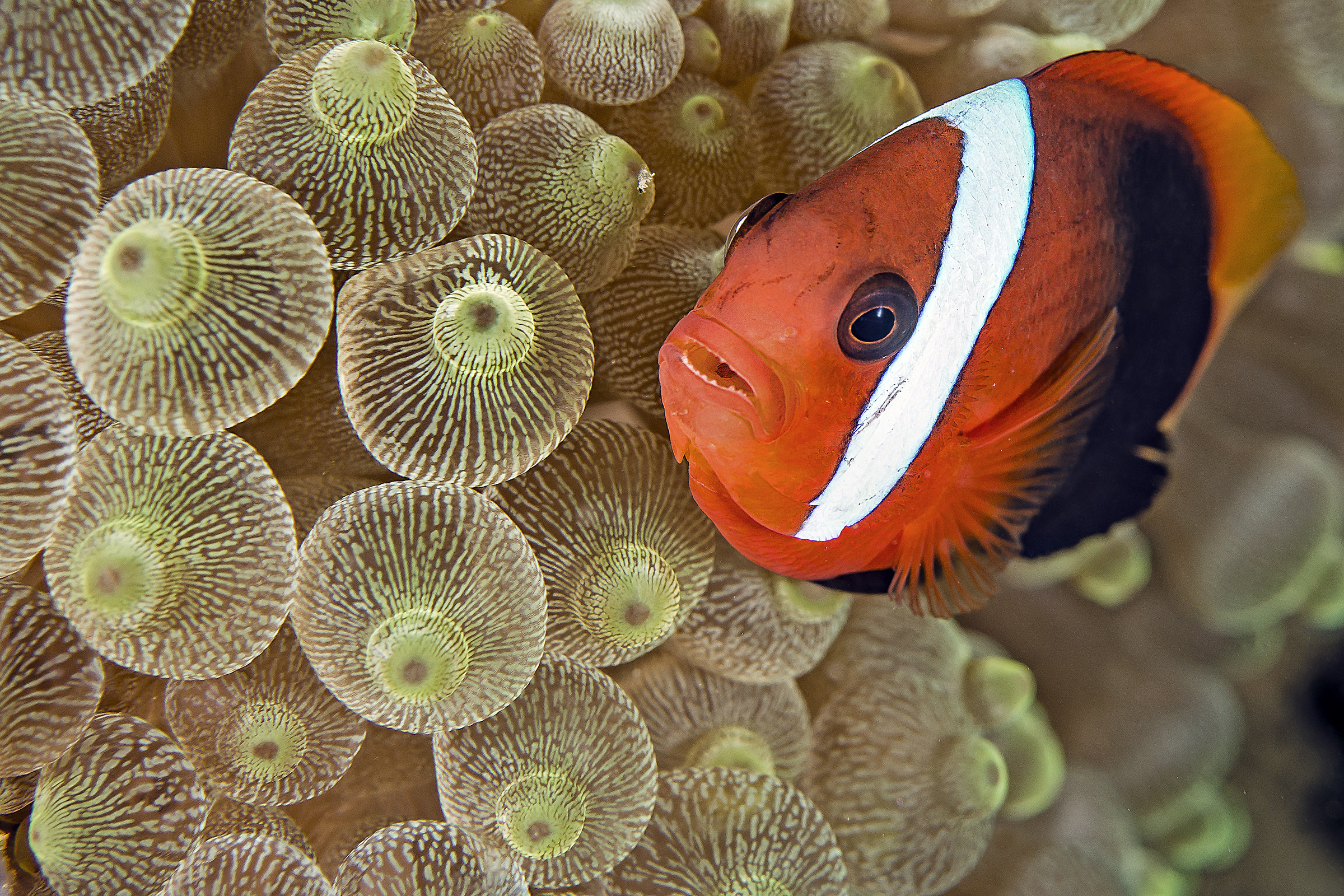 Amphiprion melanopus
