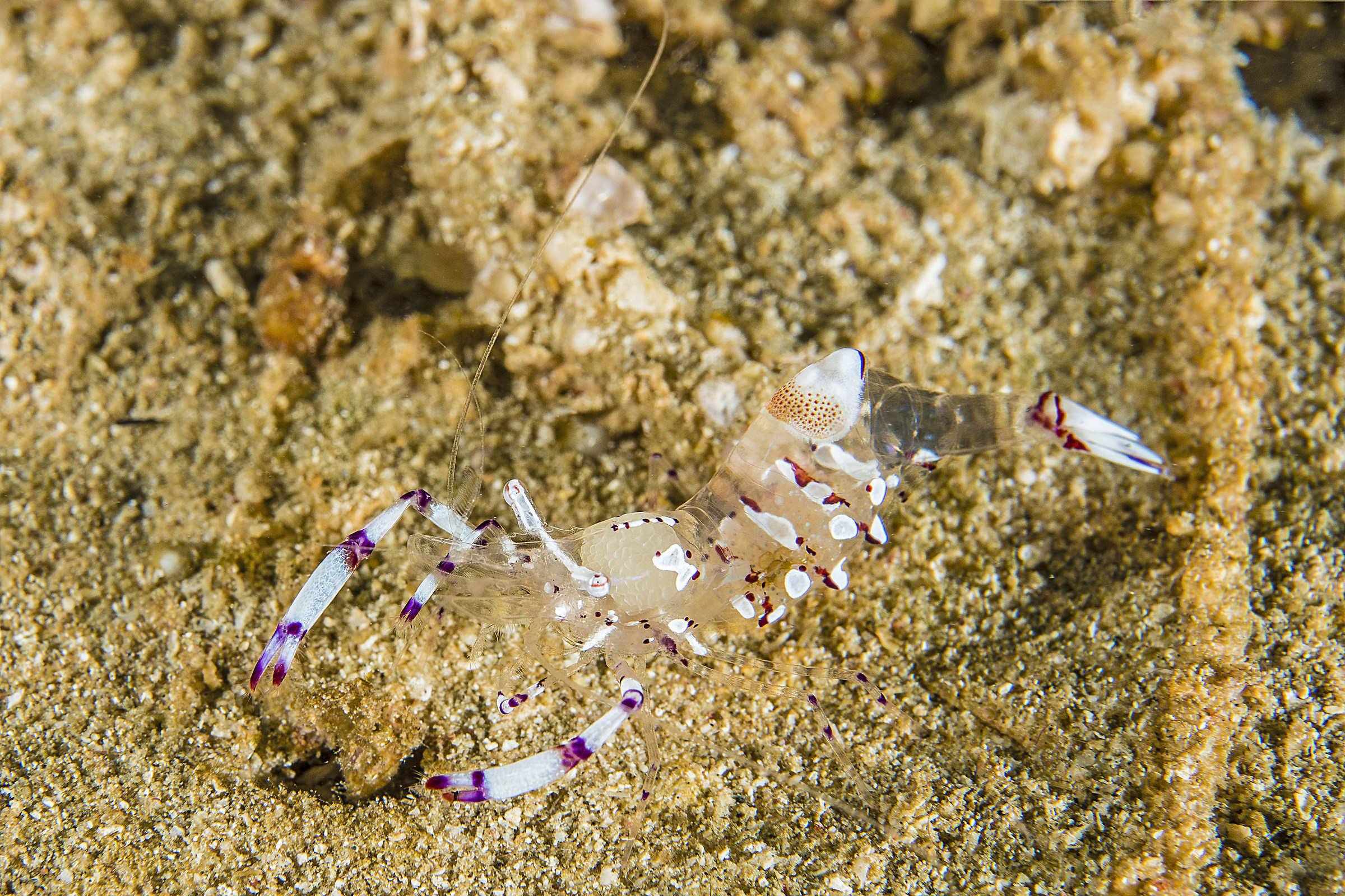 ancylomenes holthuisi