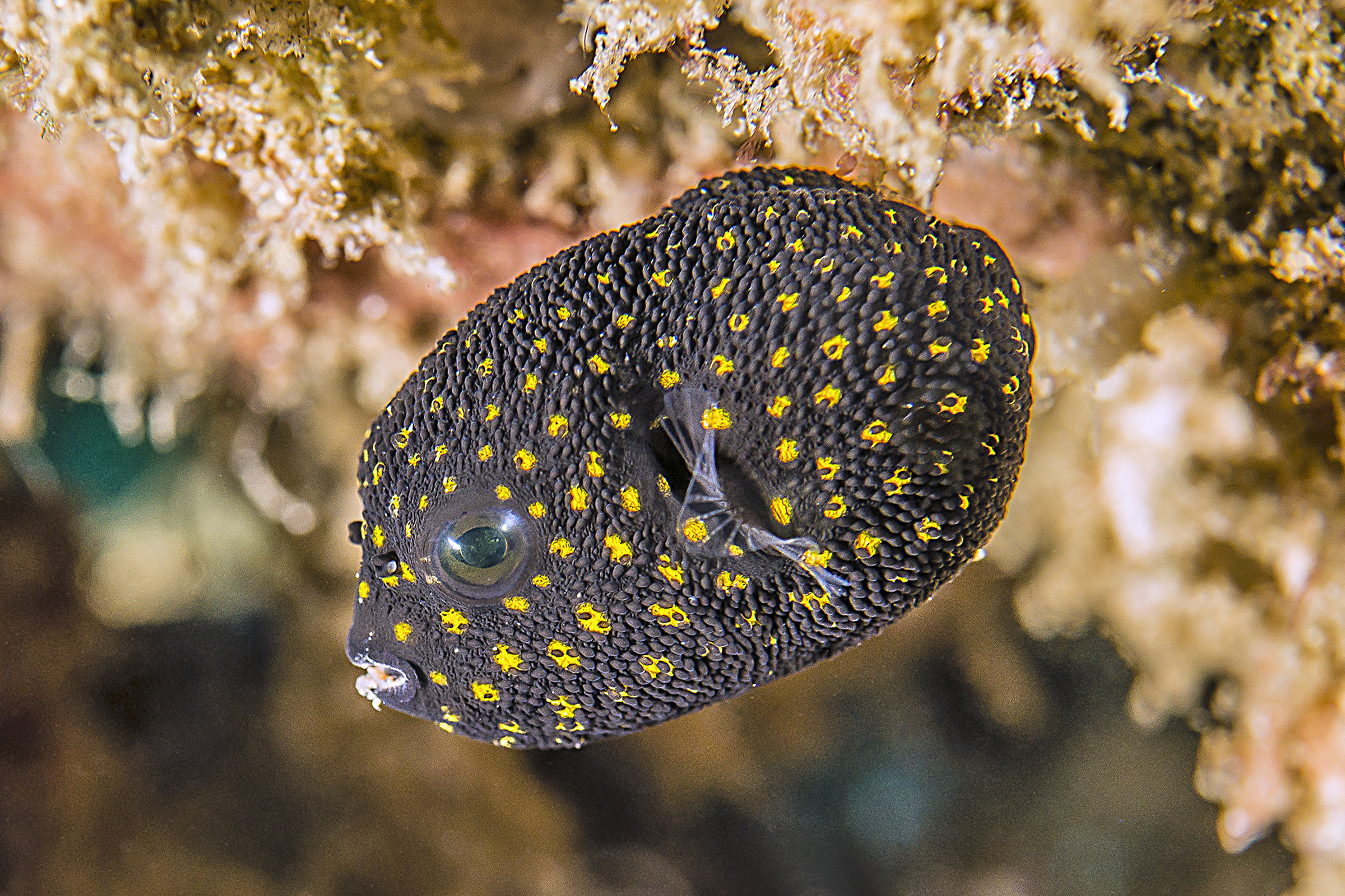 Arothron meleagris juv