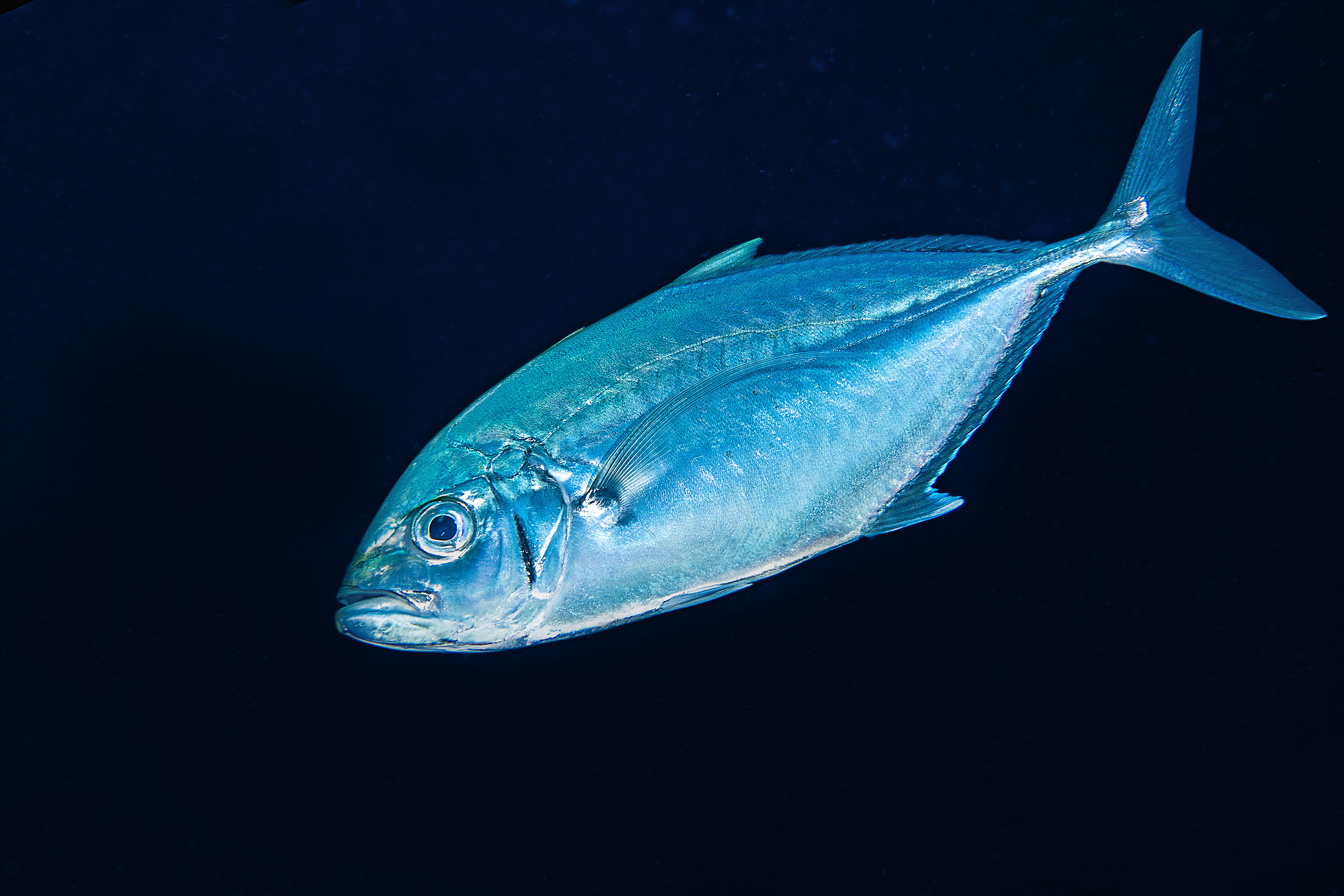 carangoides plagiotaenia