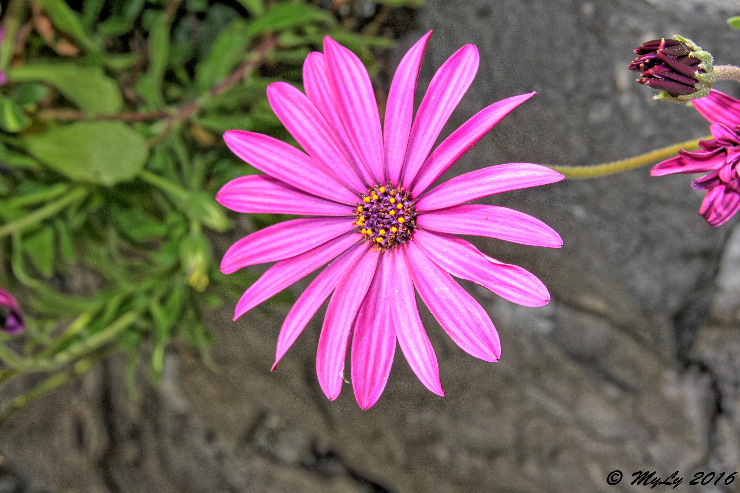 purple daisy