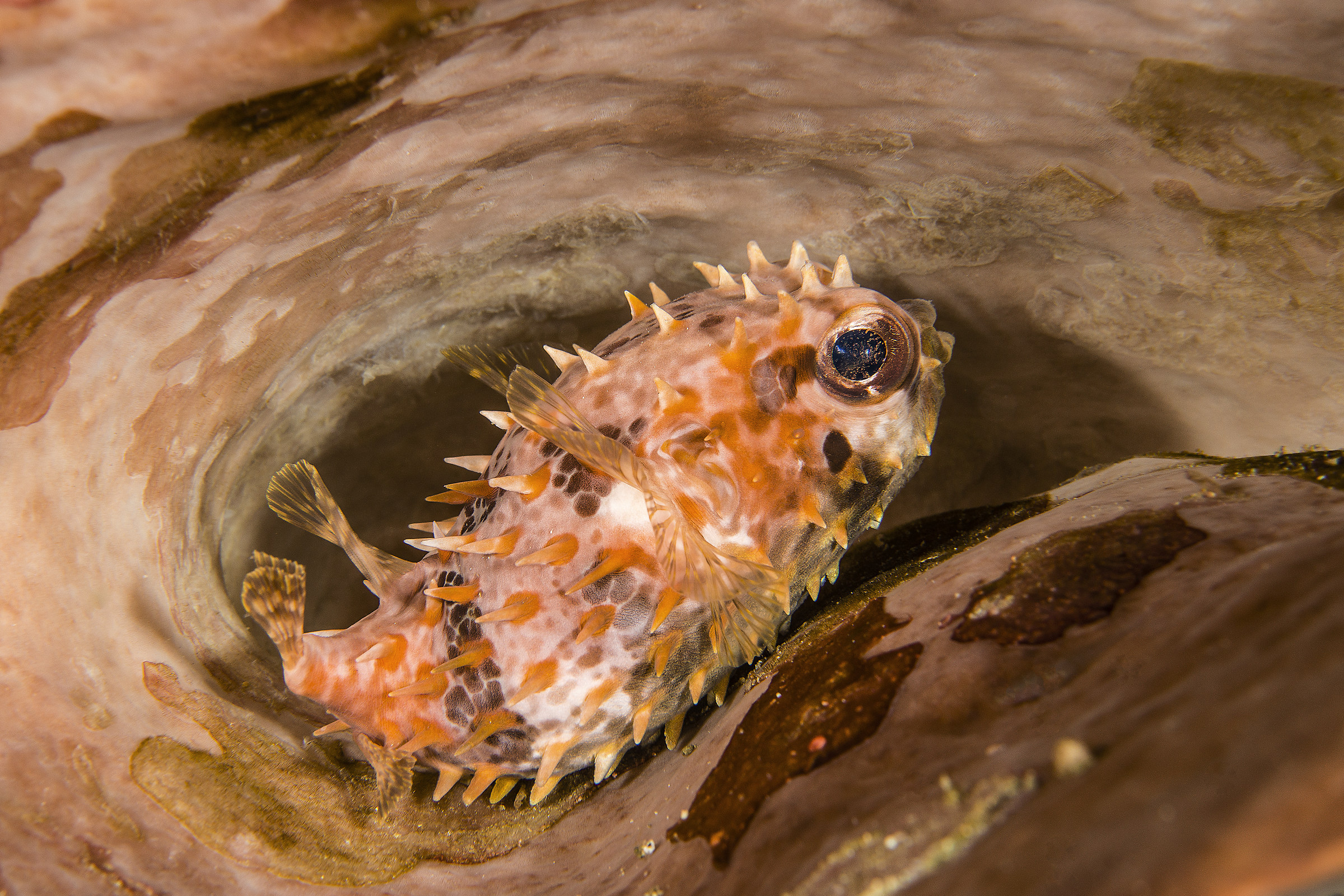 cyclichthys orbicularis