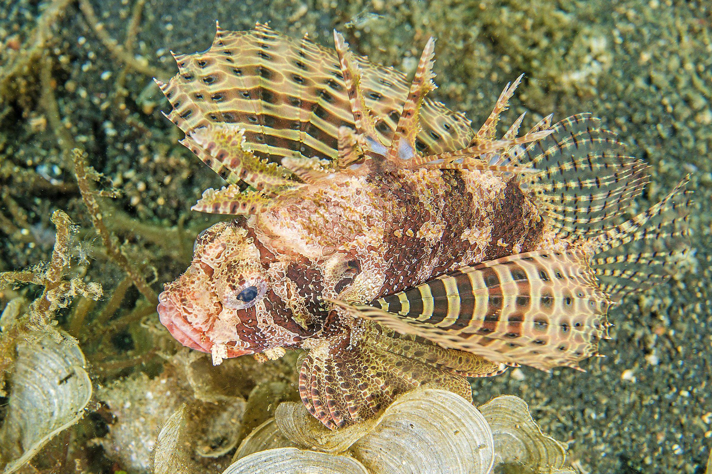 dendrochirus brachypterus