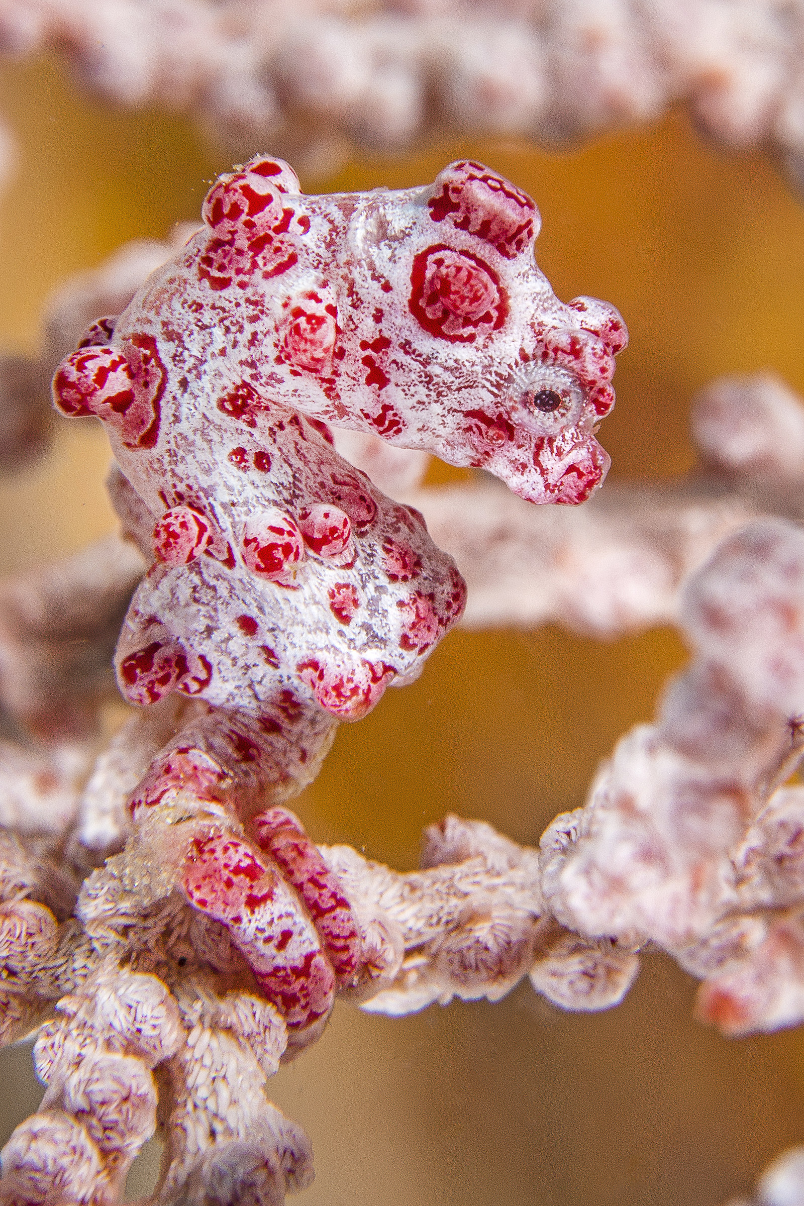 Hippocampus bargibanti