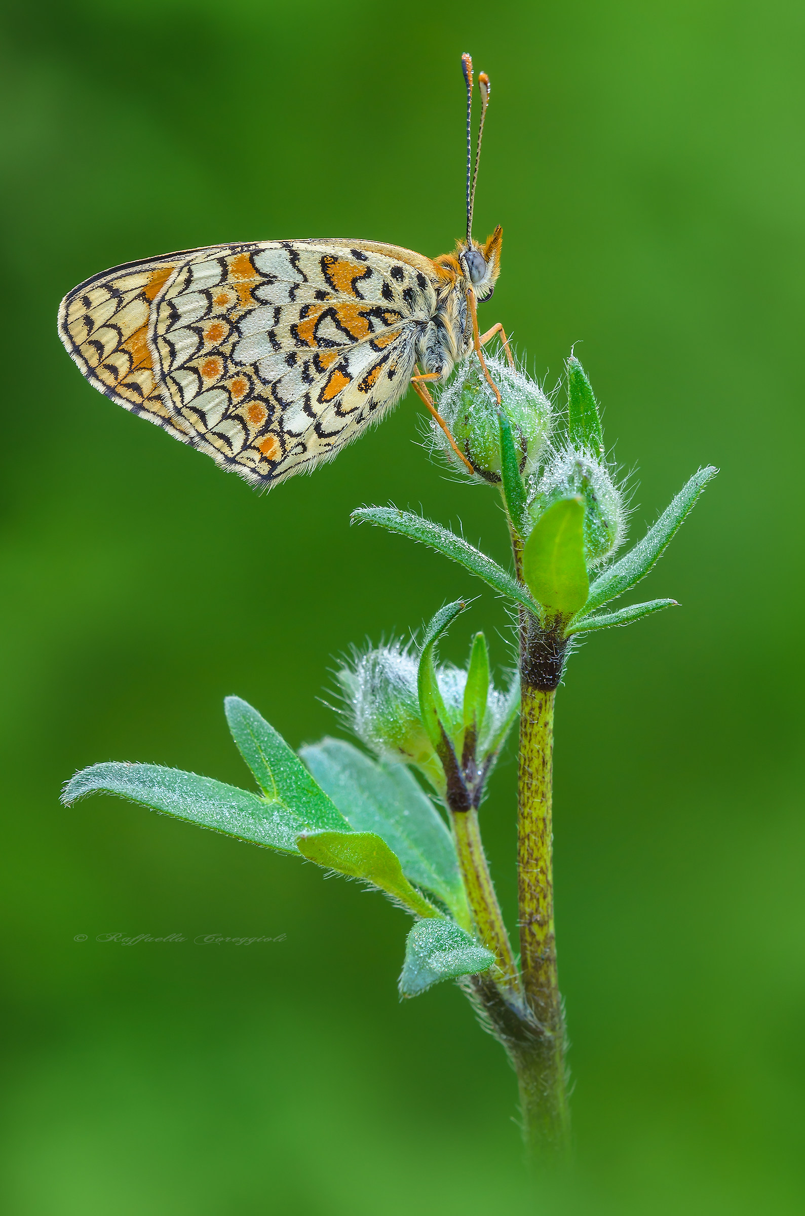 Melitaea phoebe