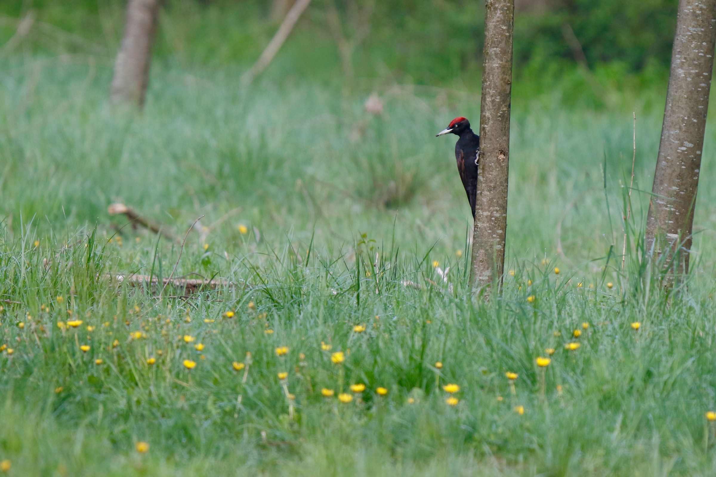 black woodpecker