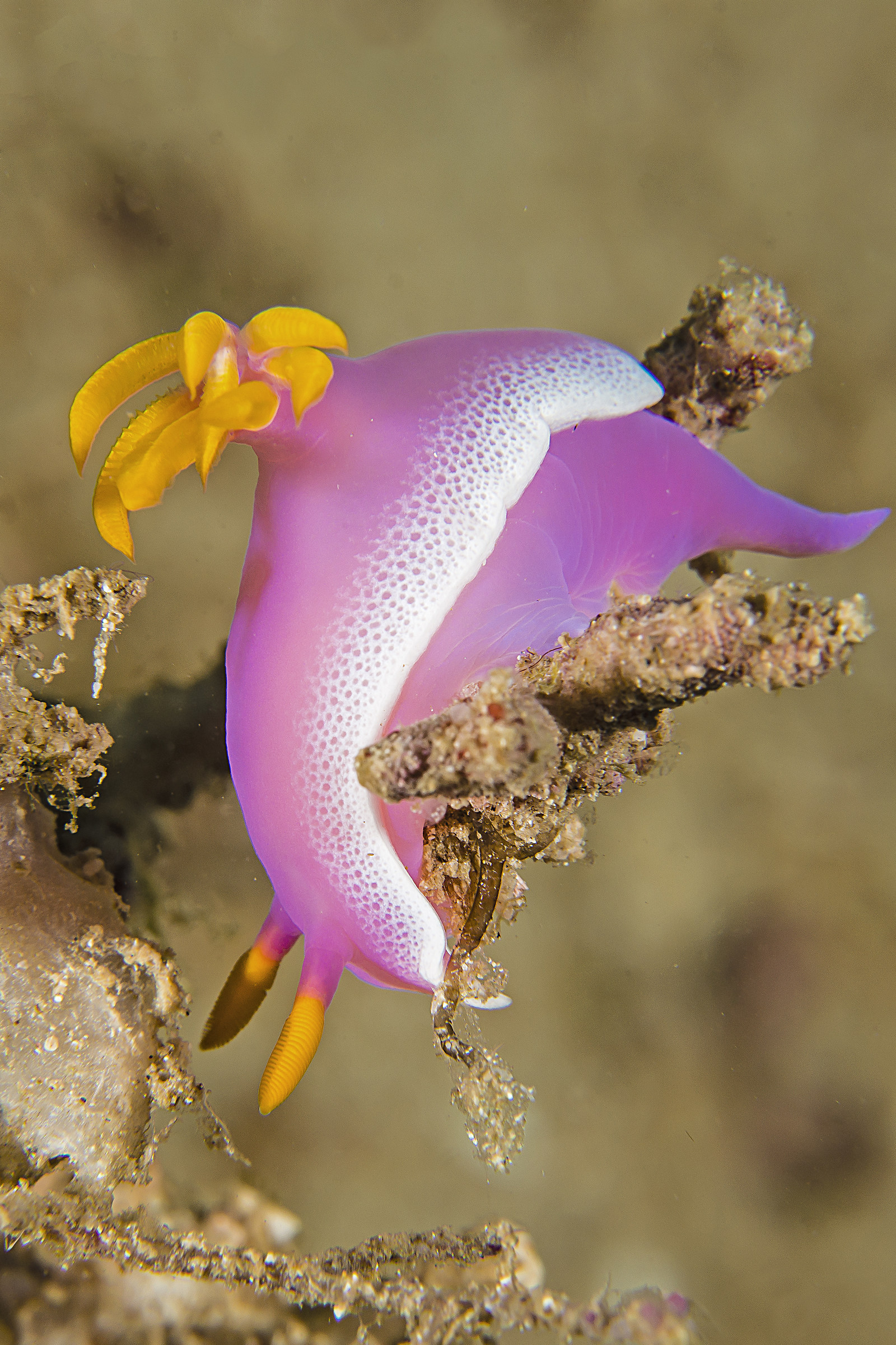 hypselodoris apolegma