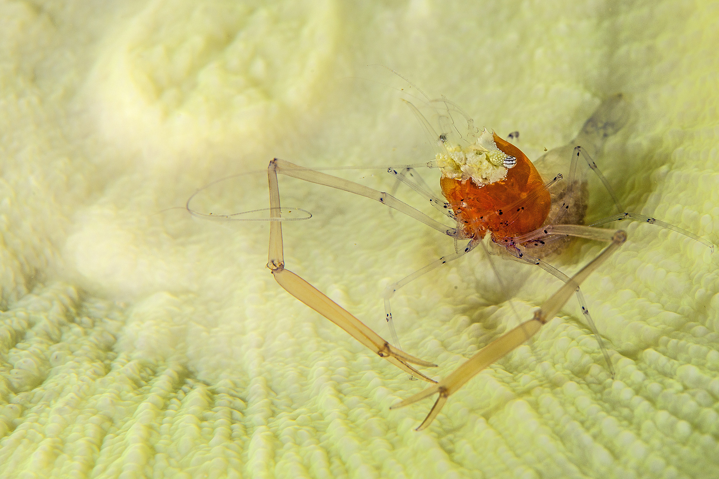 Periclimenes kororensis