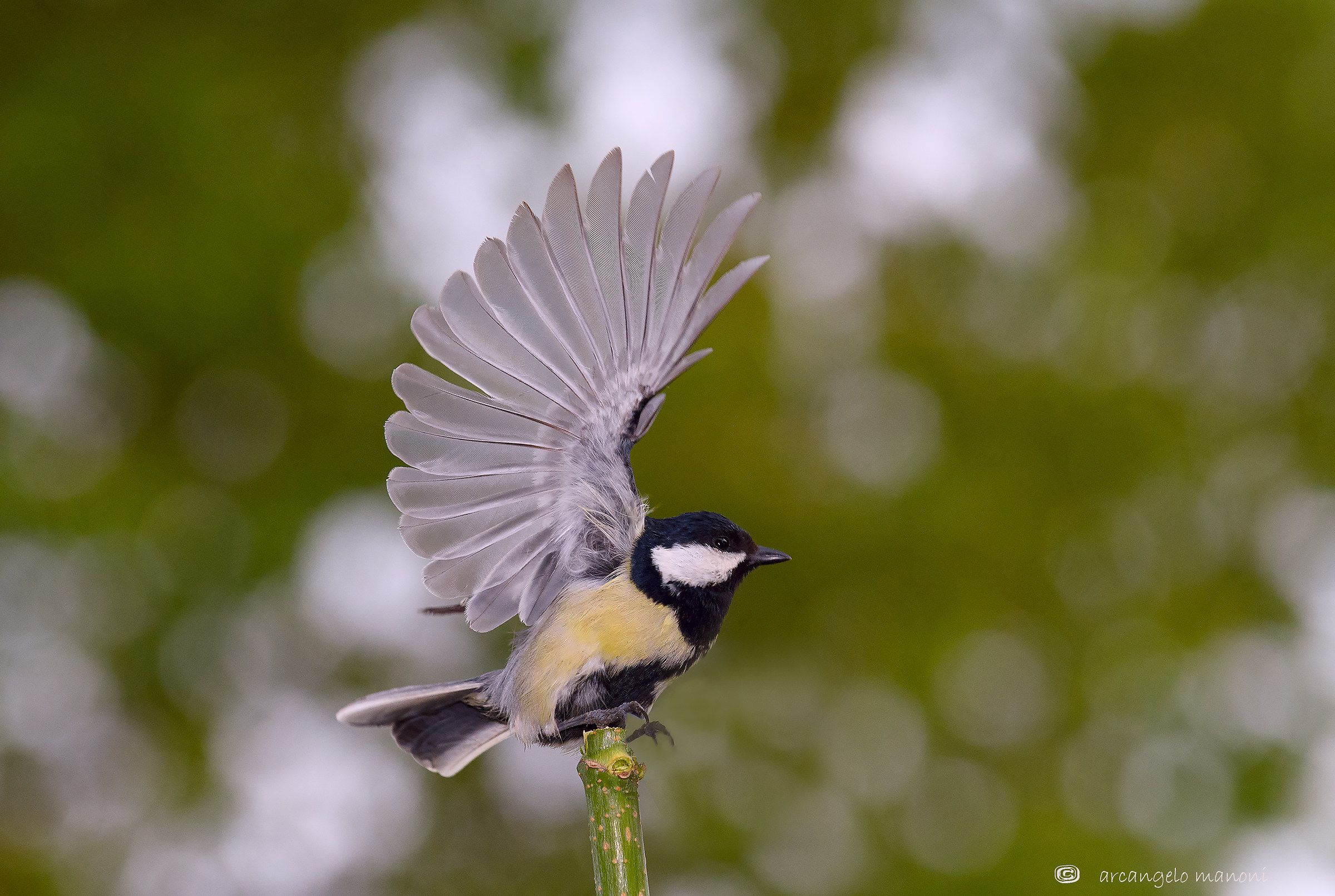 Una cincia particolare