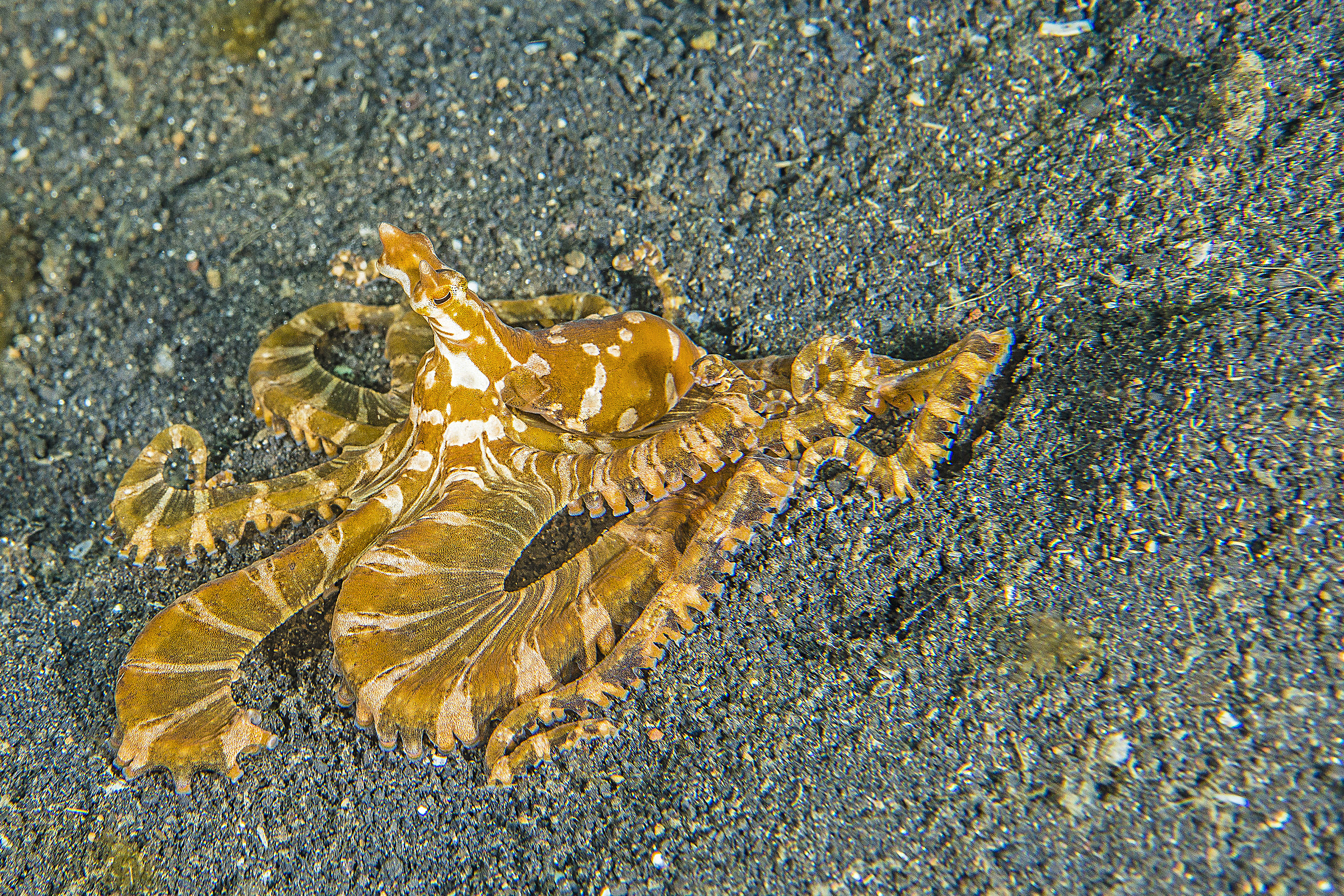 Wunderpus photogenicus