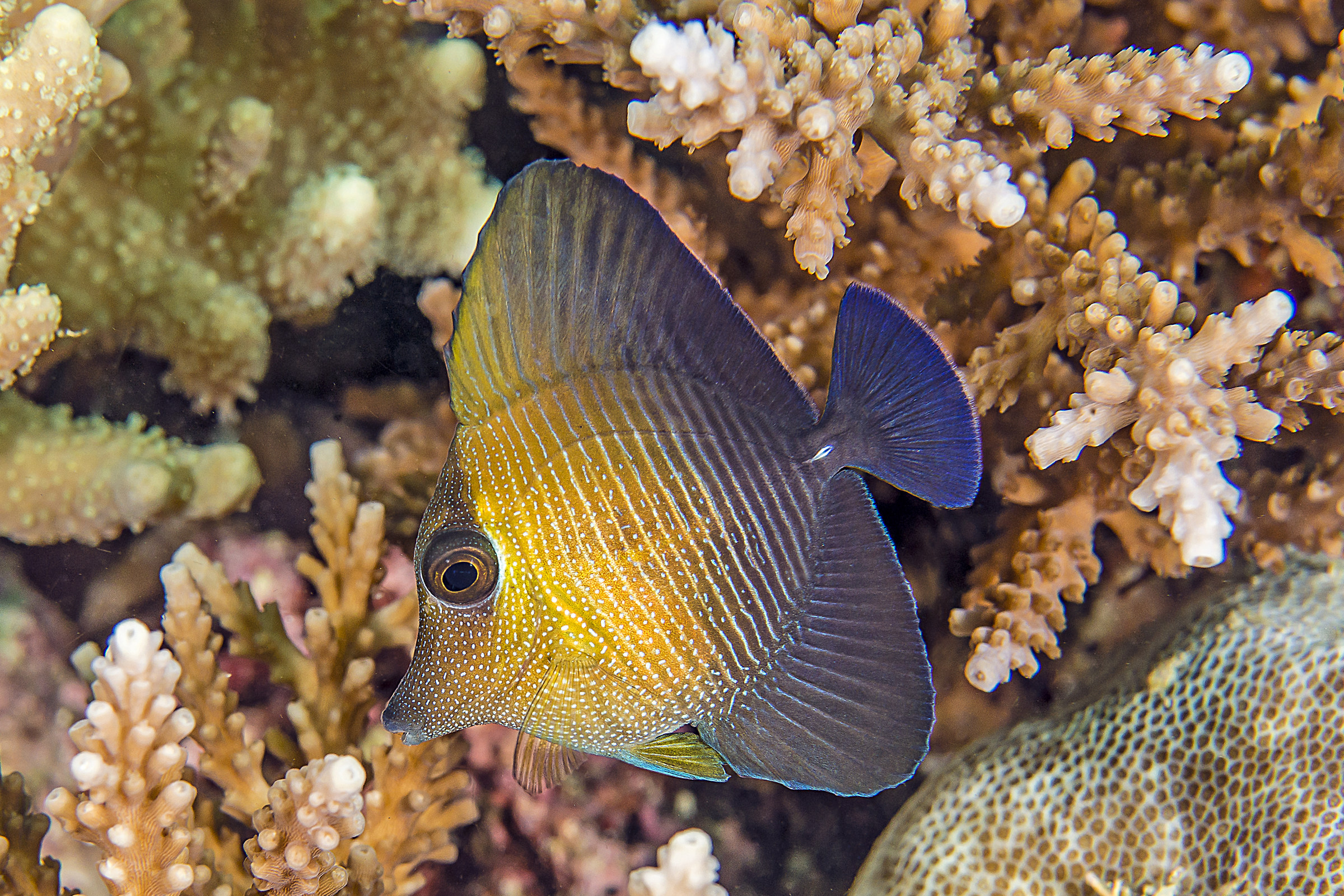 Zebrasoma scopas juv