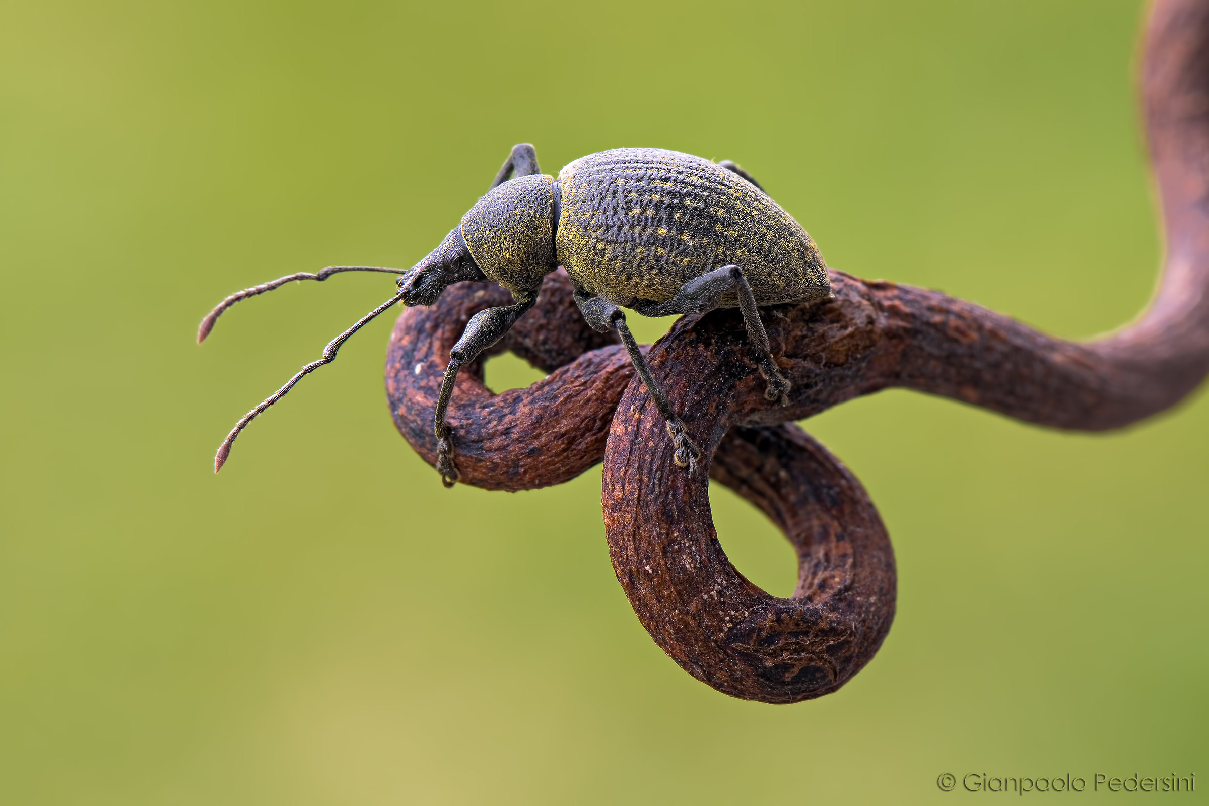 tortuous path II (Otiorhynchus sp.)