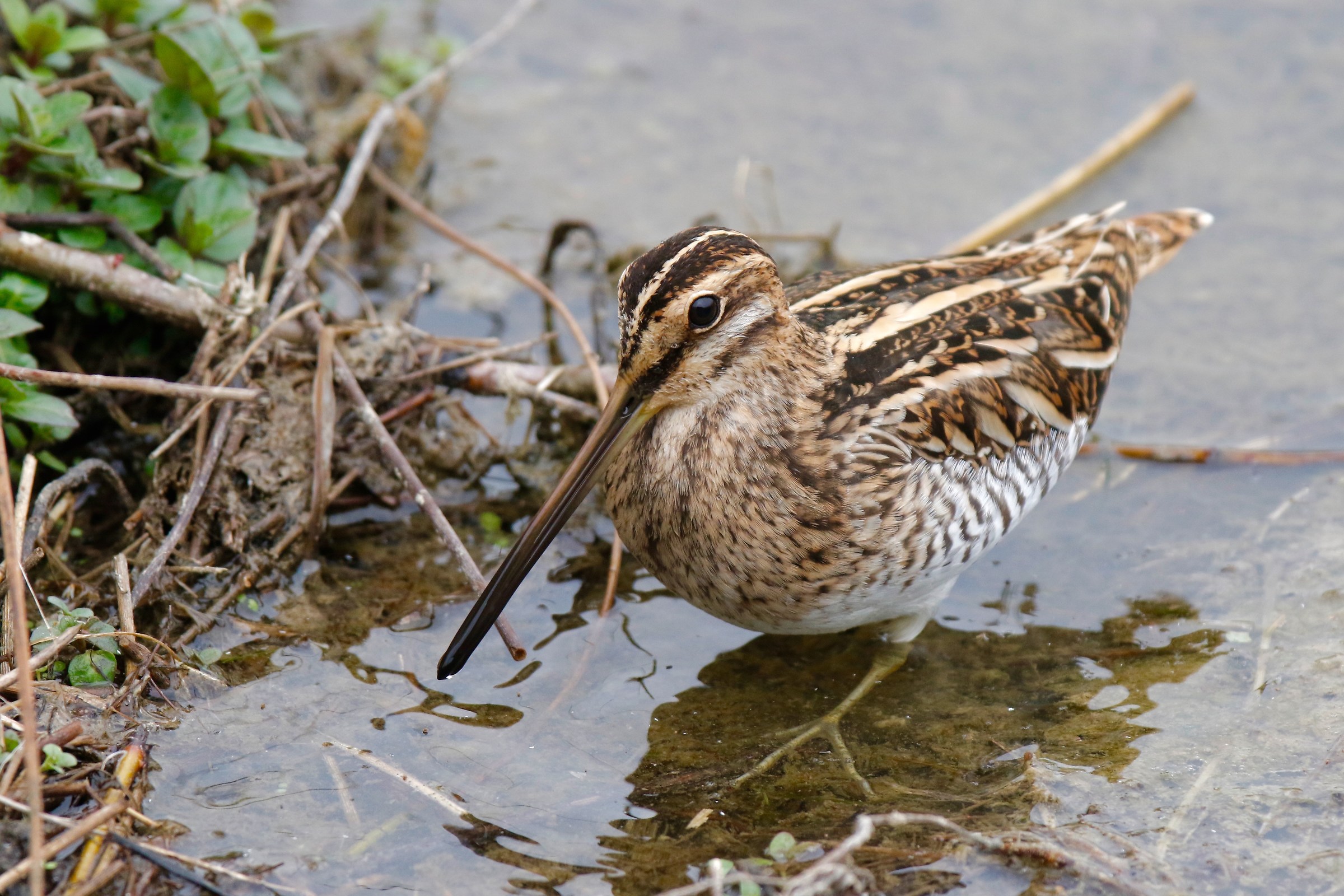 snipe