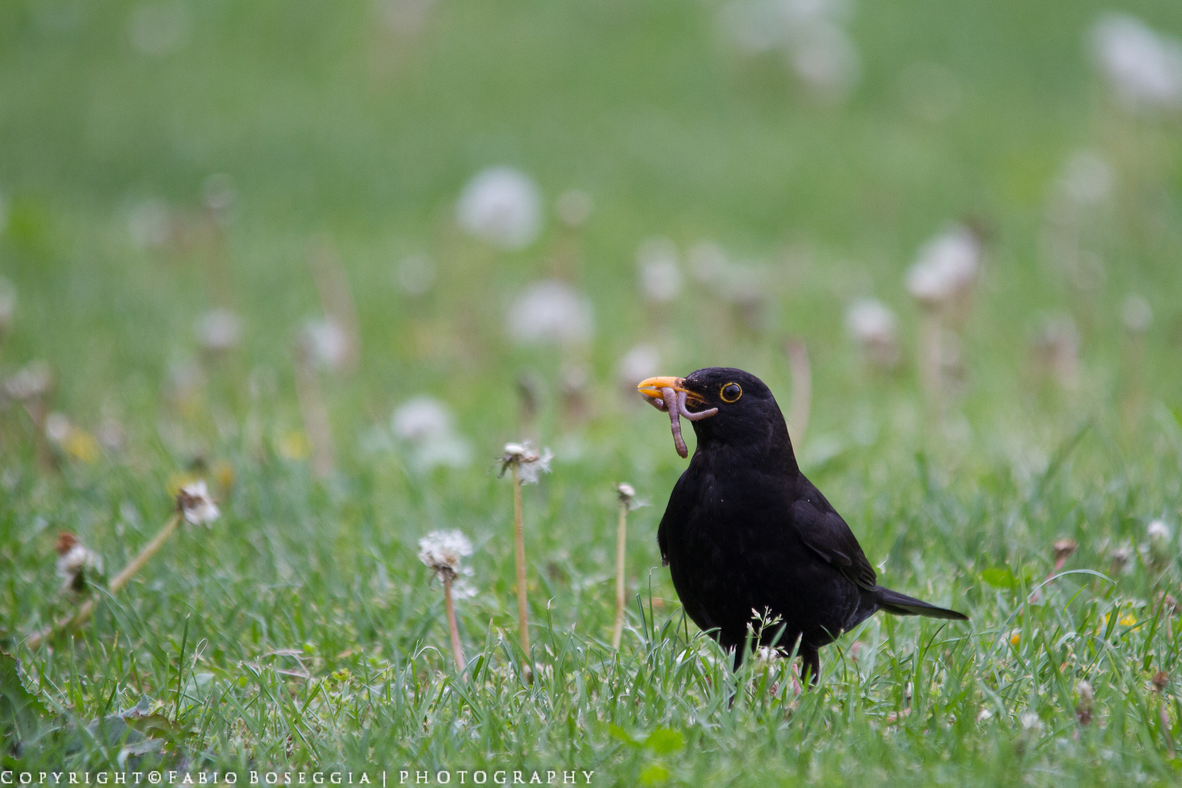 Merlo maschio...con pranzo