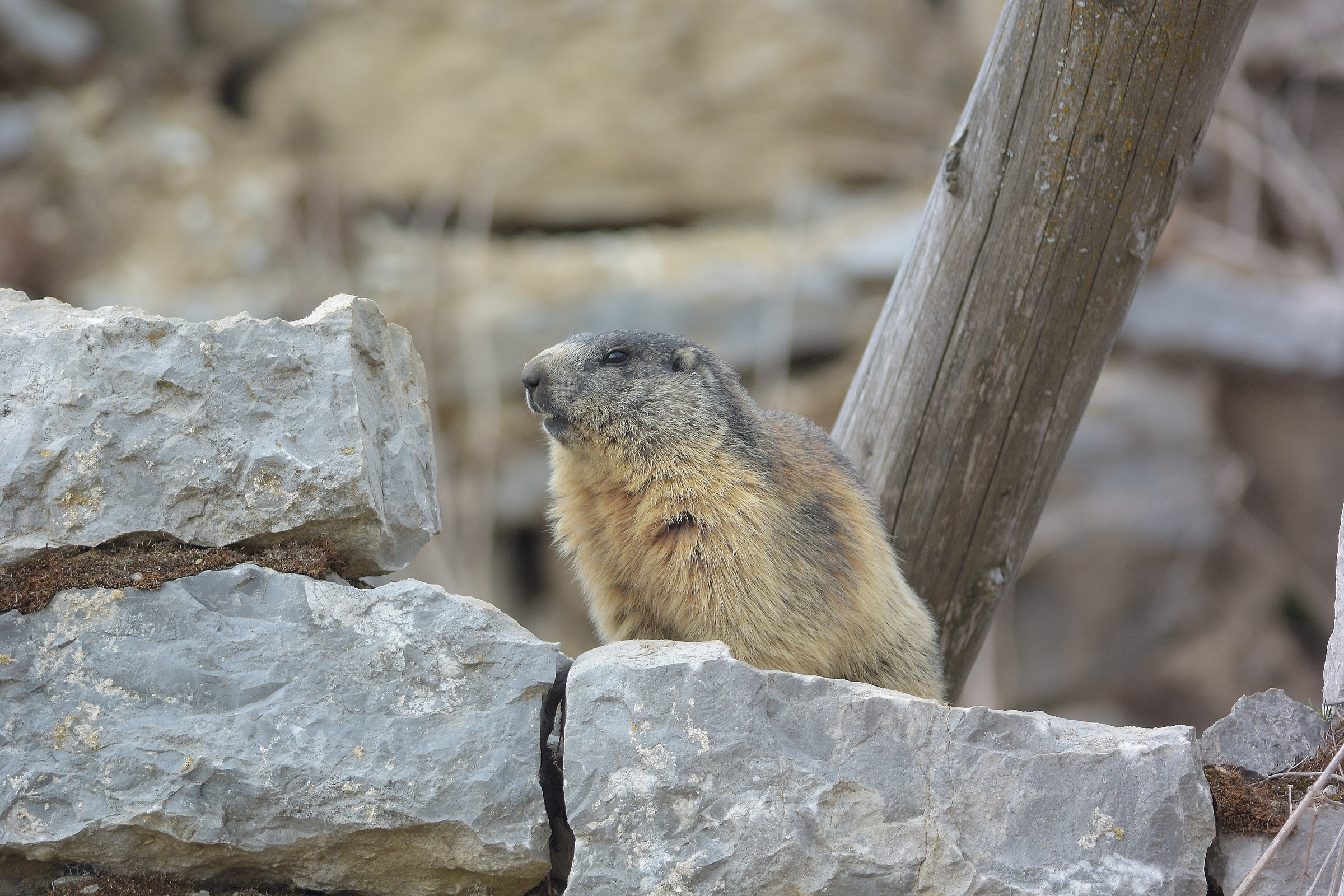 Marmotta