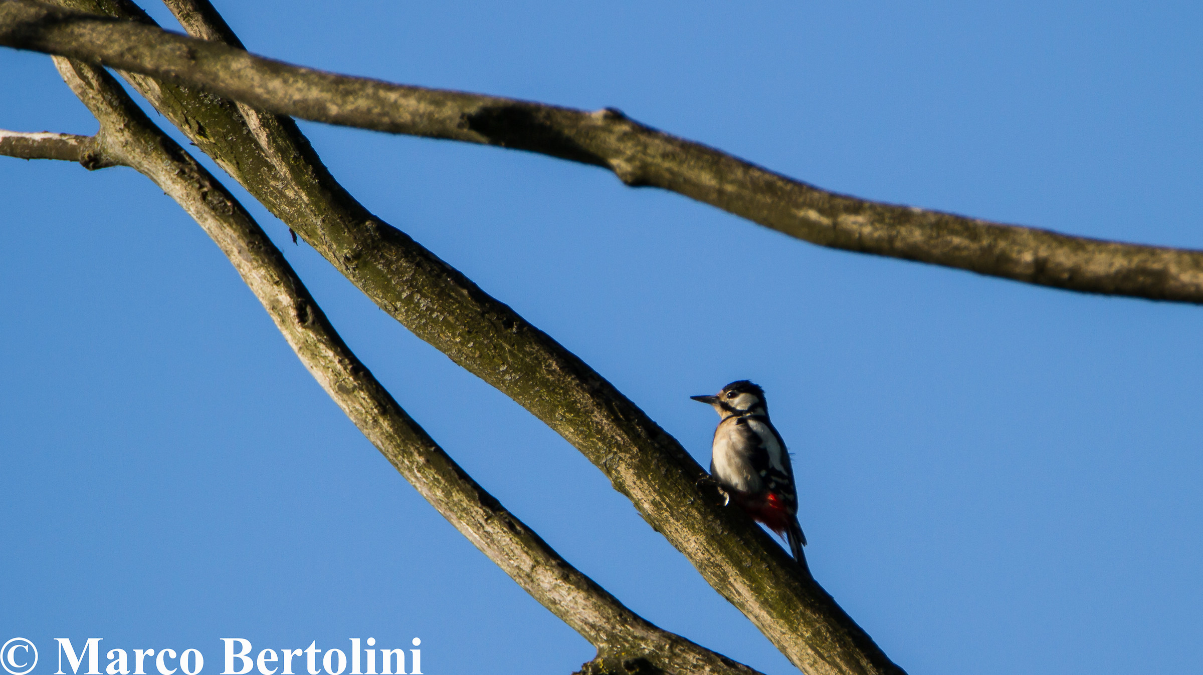 Great Spotted Woodpecker